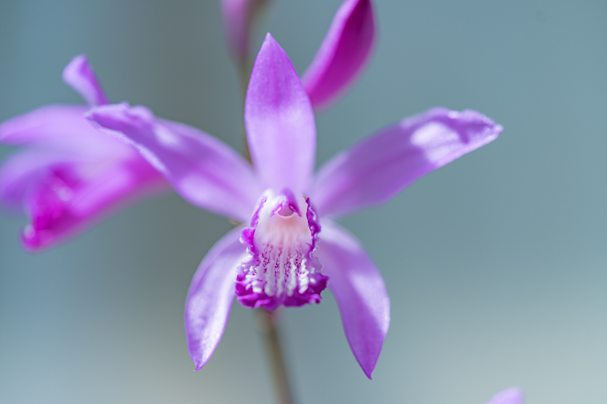 小さくてもランの仲間:庭のシラン - 光と風と薔薇と