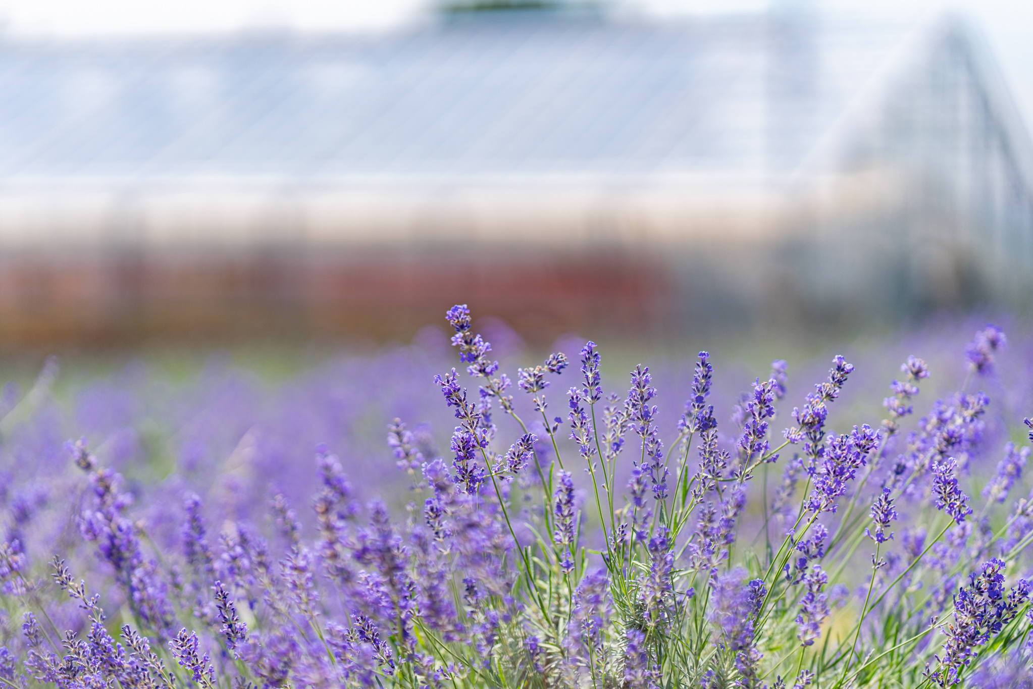 ラベンダーの季節に：ハーブファーム富夢創野 - 光と風と薔薇と