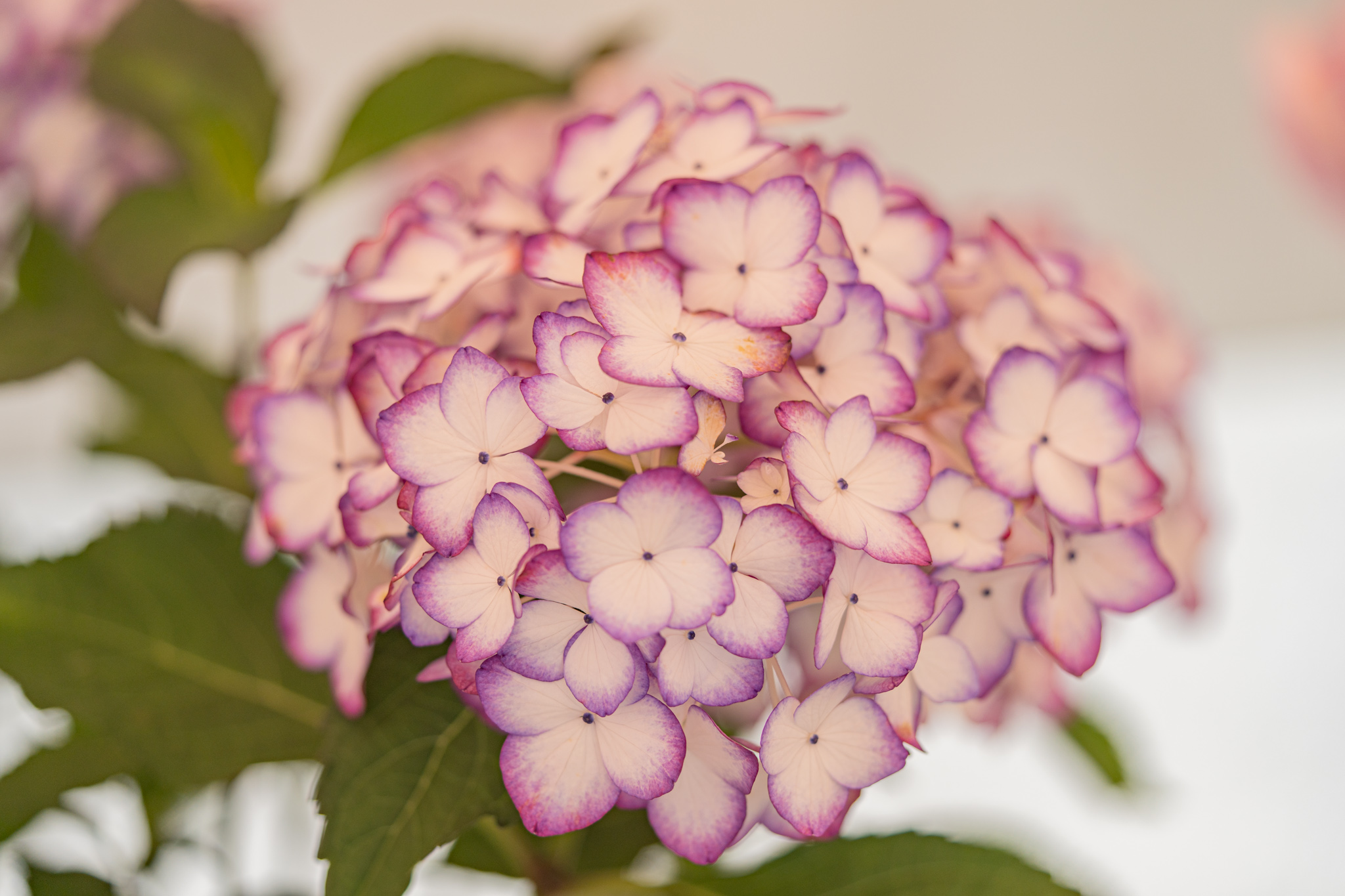 花色が変化:新種のアジサイ - 光と風と薔薇と 花色が変化:新種のアジサイ - 光と風と薔薇と