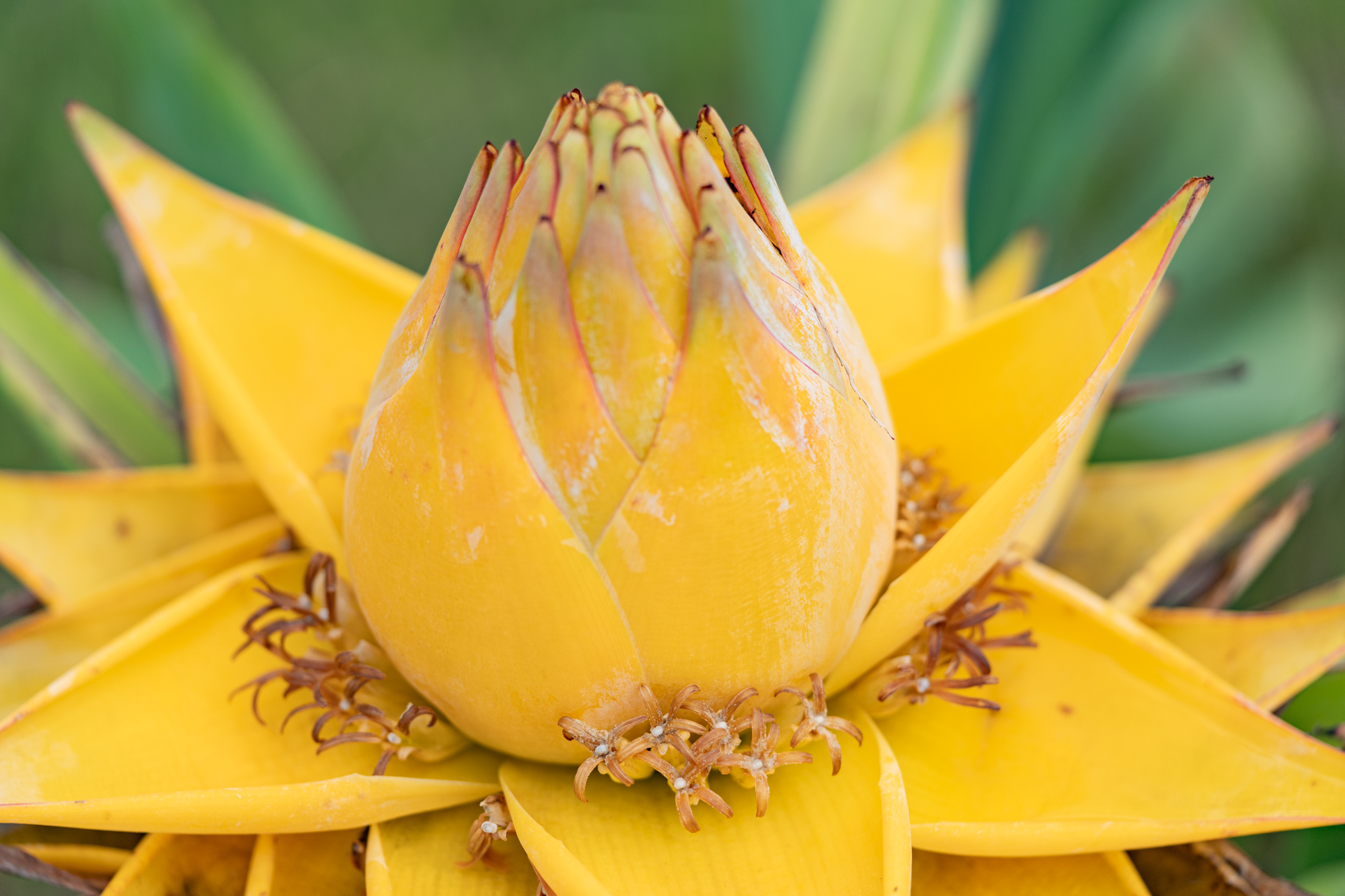 熟れたバナナ？：チヨウキンレン - 光と風と薔薇と