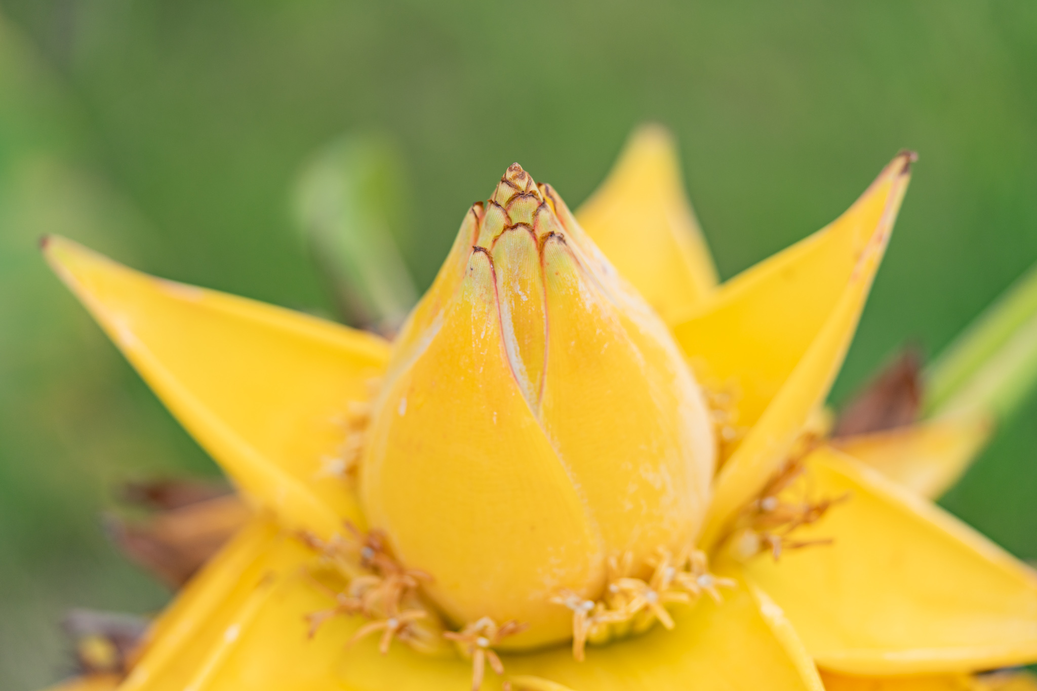 熟れたバナナ？：チヨウキンレン - 光と風と薔薇と