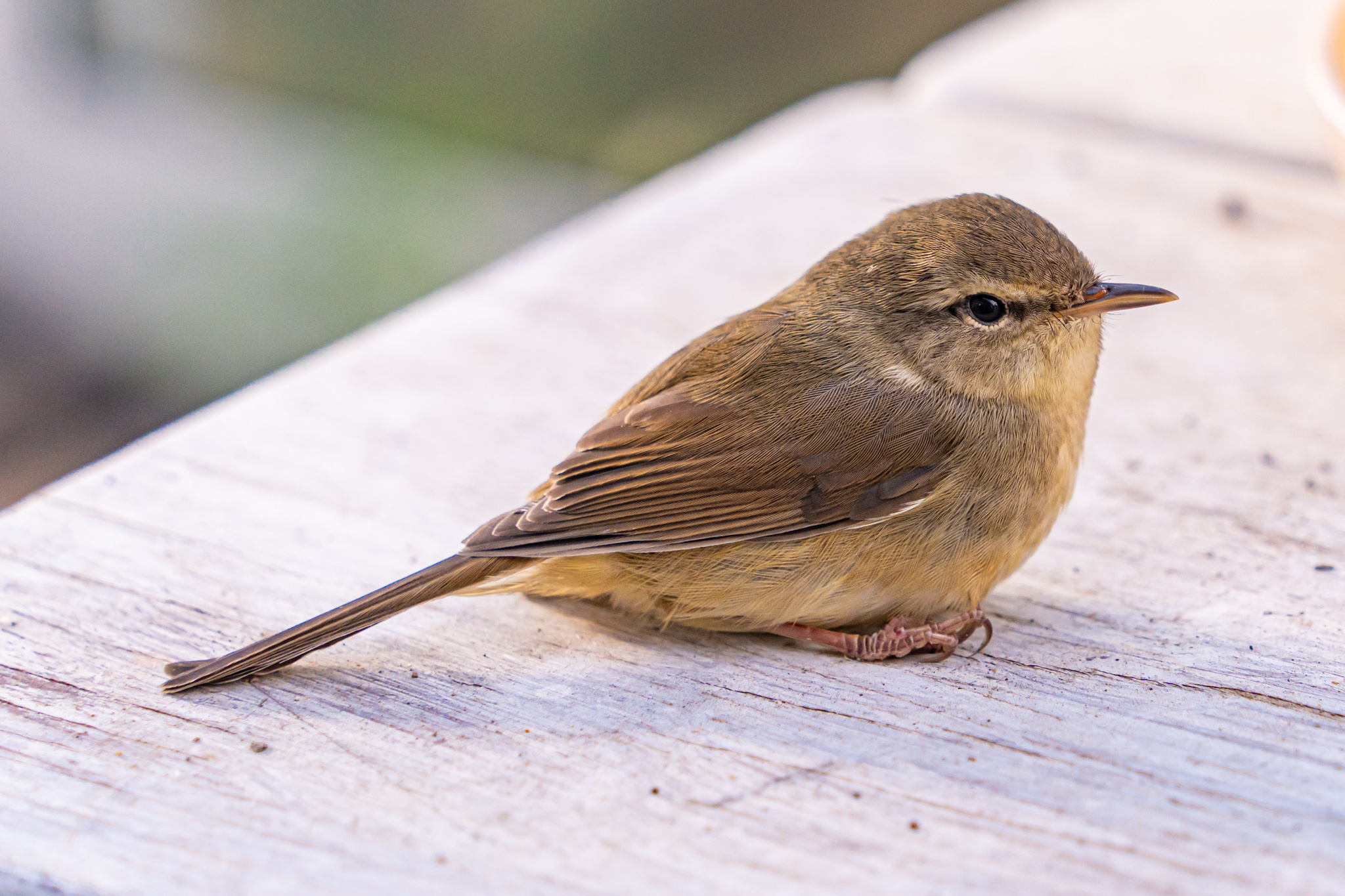 雀かと思ったらウグイス？ - 光と風と薔薇と