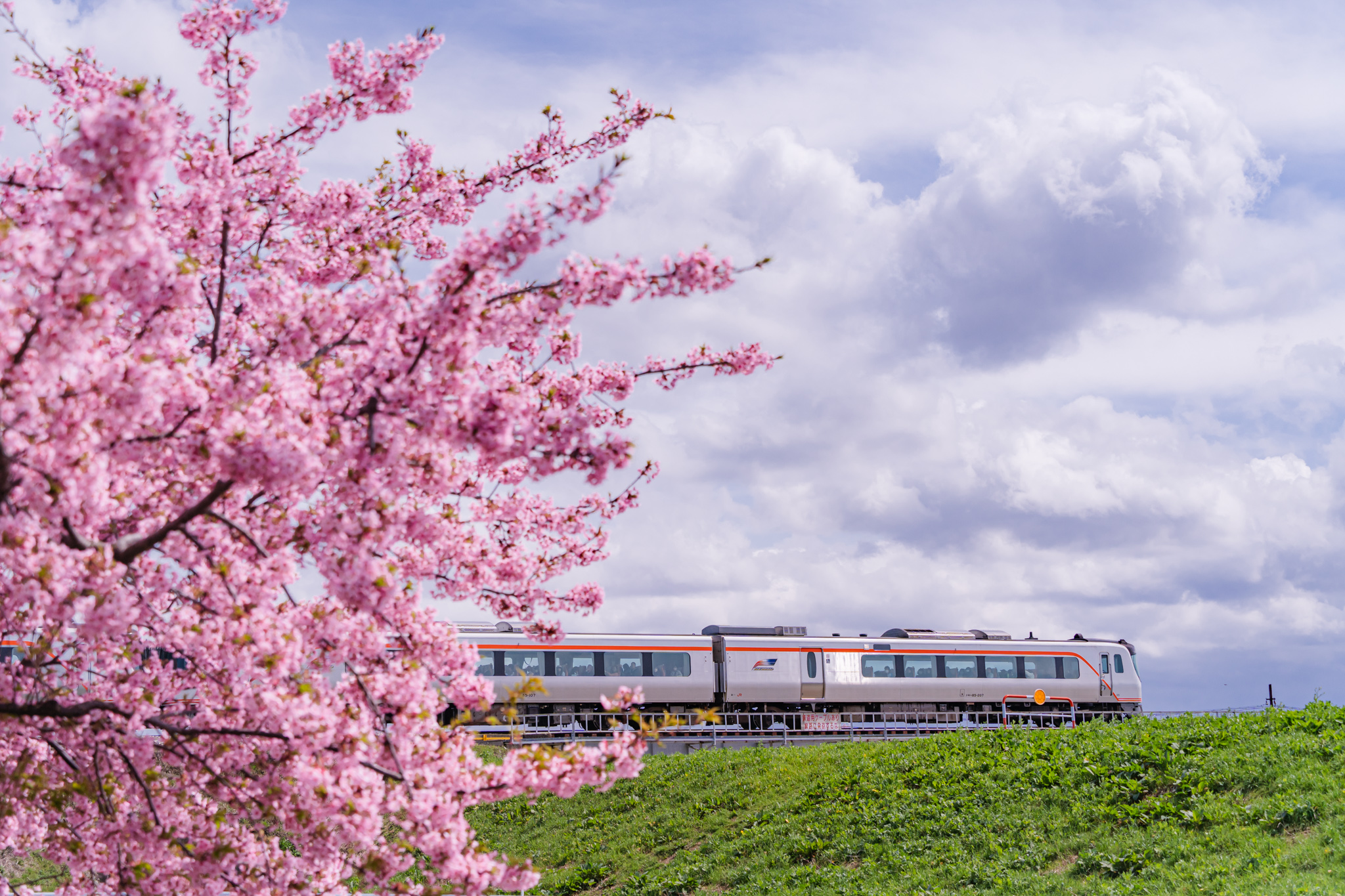 駆け抜けていく、桜もひだも - 光と風と薔薇と