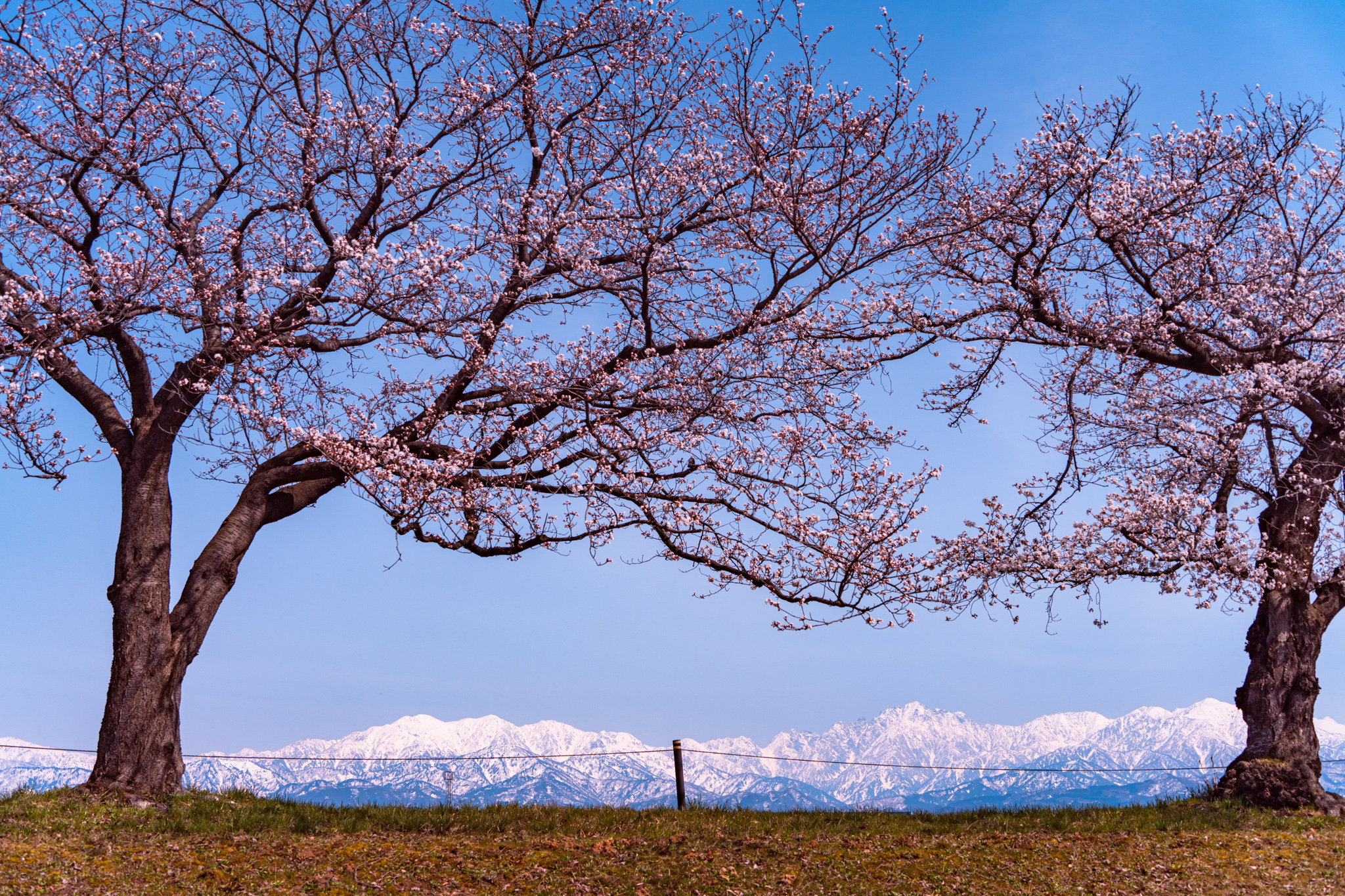 咲き始めた桜と立山連峰 - 光と風と薔薇と