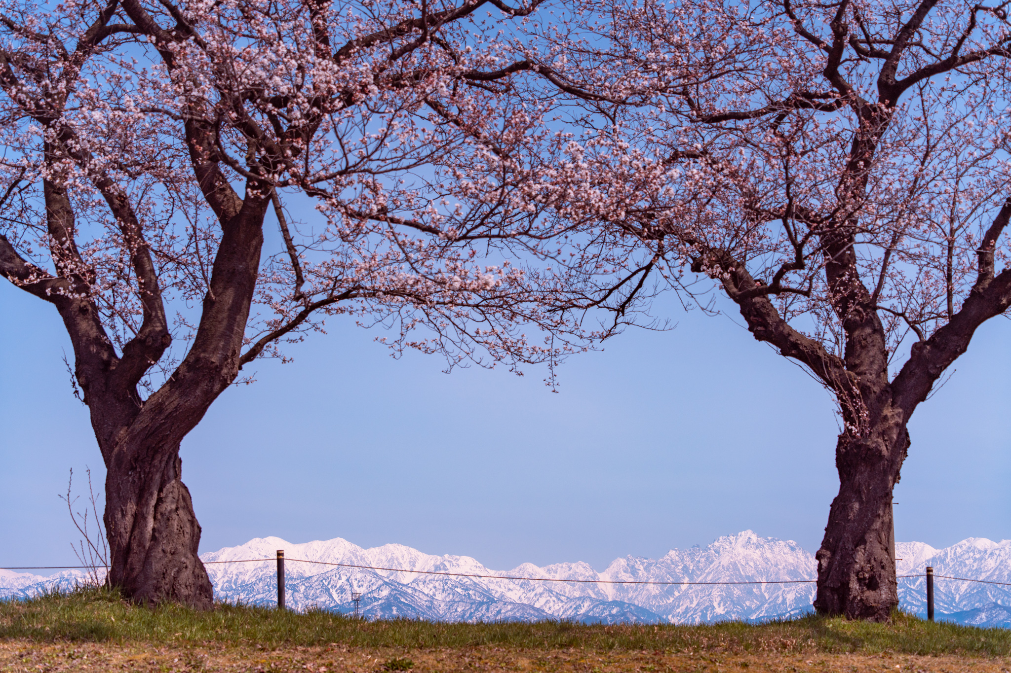 咲き始めた桜と立山連峰 - 光と風と薔薇と