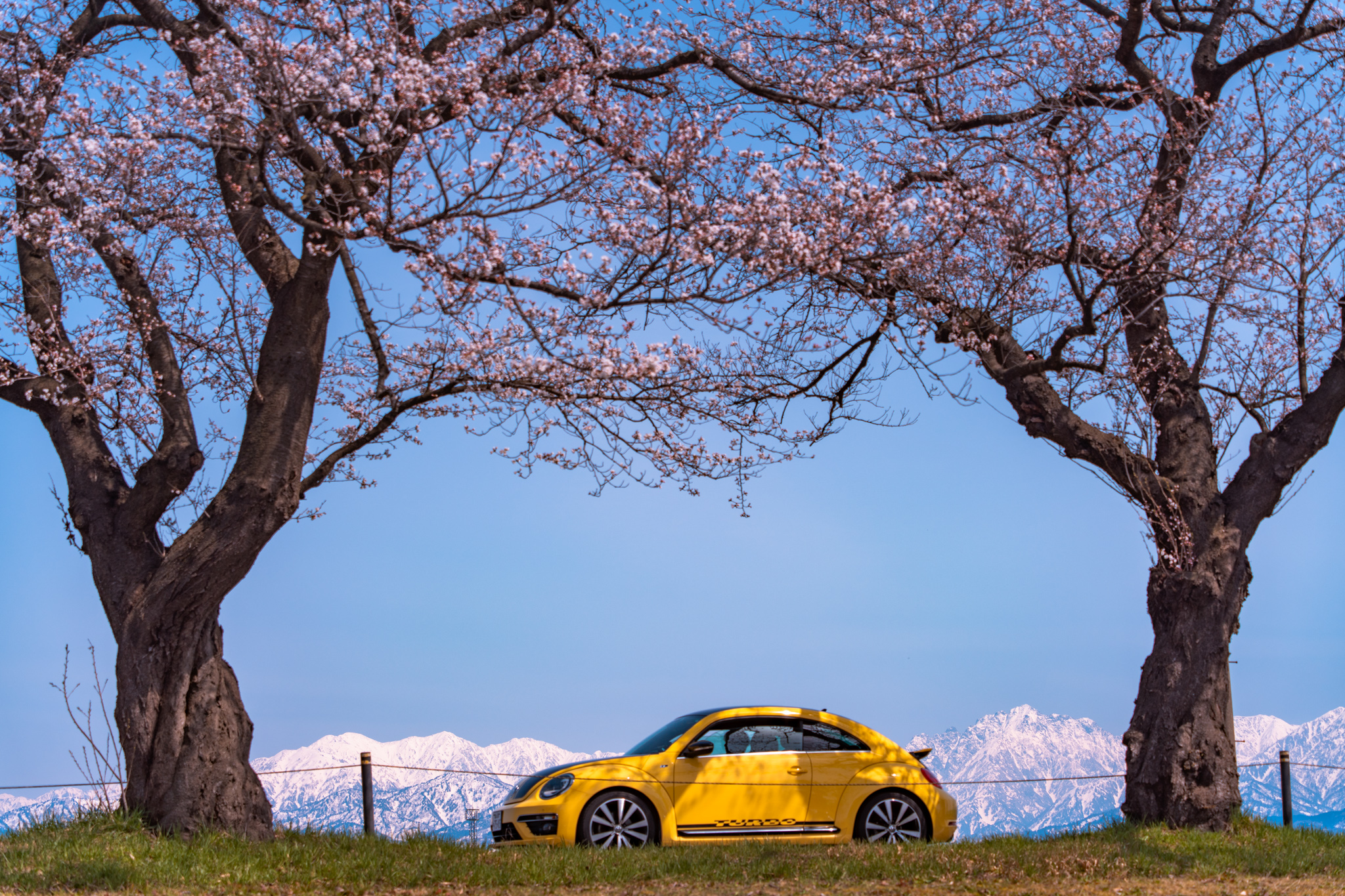 咲き始めた桜と立山連峰 - 光と風と薔薇と