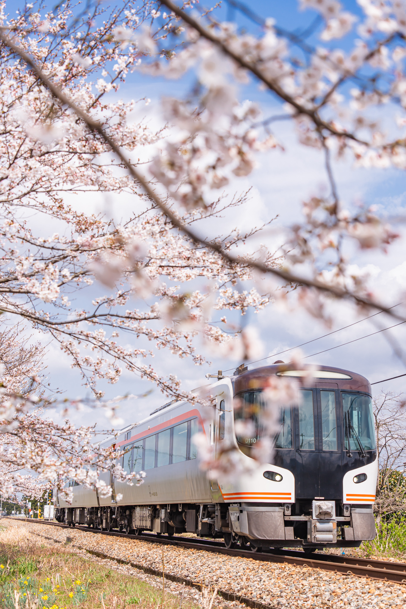 満開の桜とひだ - 光と風と薔薇と