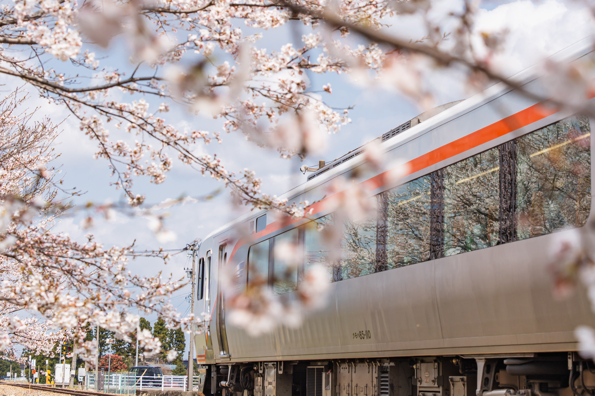 満開の桜とひだ - 光と風と薔薇と