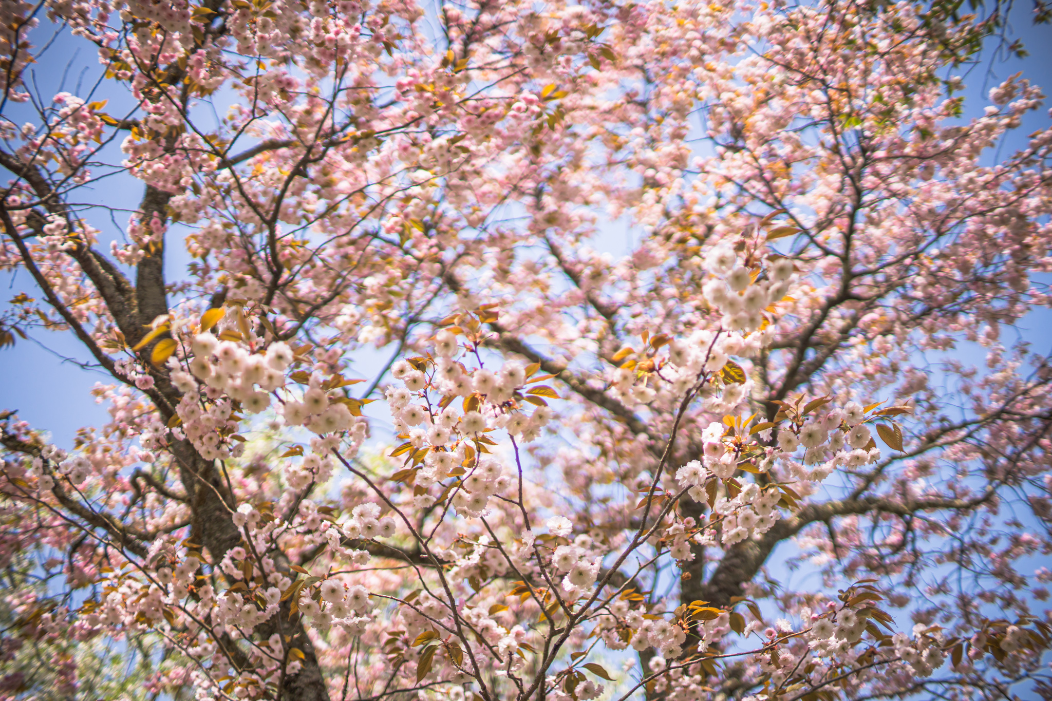 花の中に花が咲く：珍しい2段咲きの桜 - 光と風と薔薇と