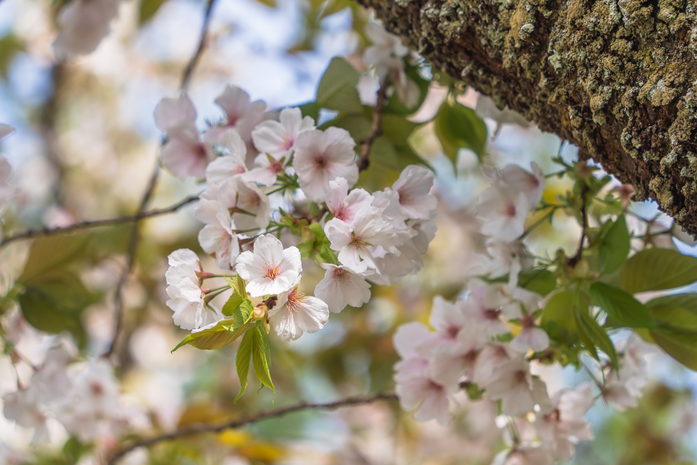 サトザクラが見頃に：森林研 - 光と風と薔薇と