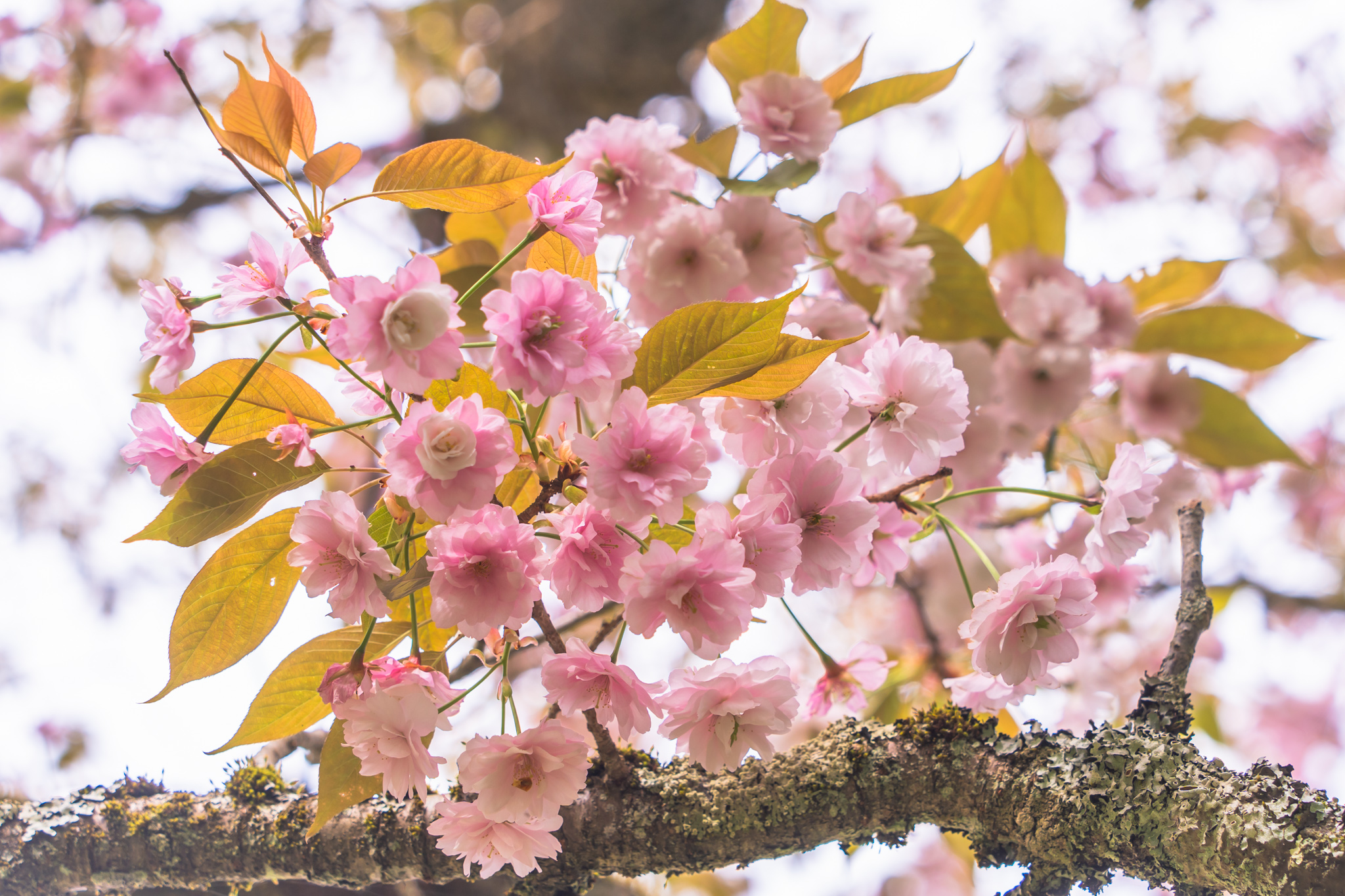 花の中に花が咲く：珍しい2段咲きの桜 - 光と風と薔薇と