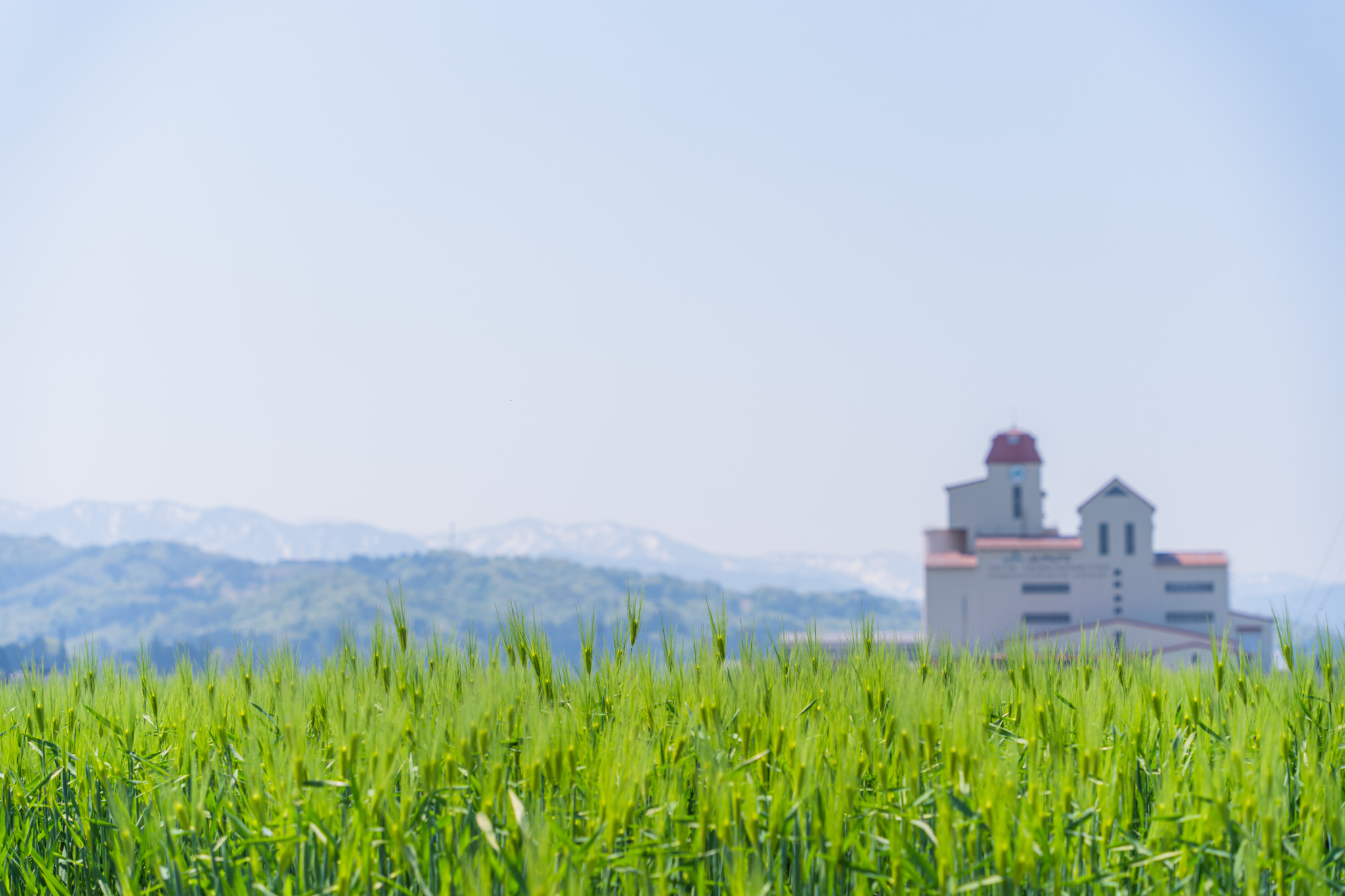 れんげ畑 30419956_1695544880541100_8330