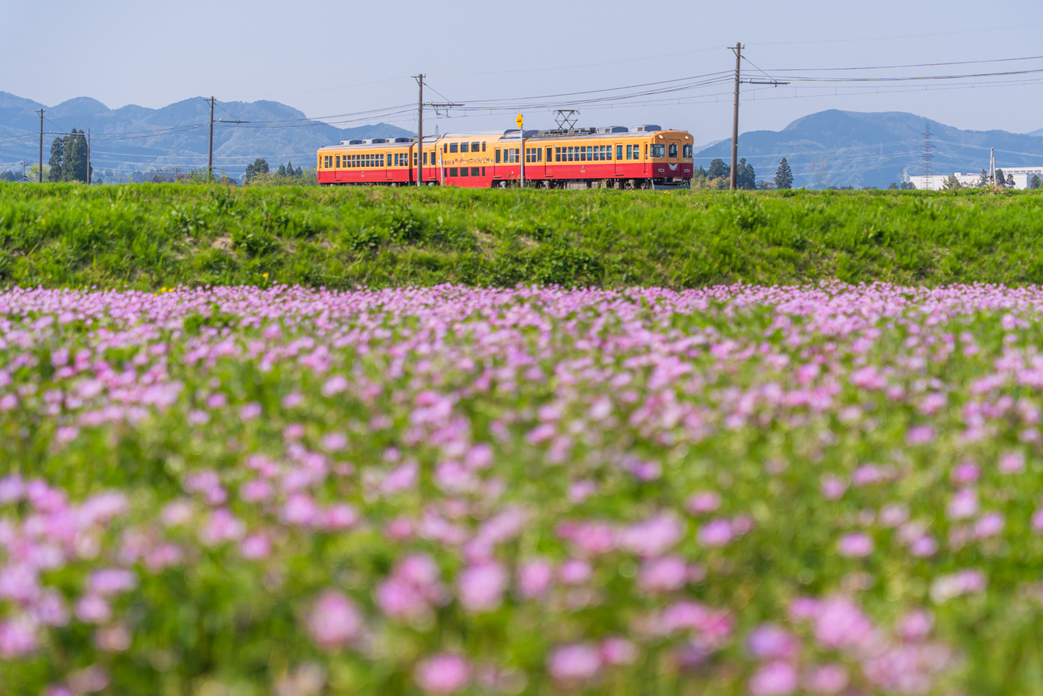 レンゲ畑を走る - 光と風と薔薇と