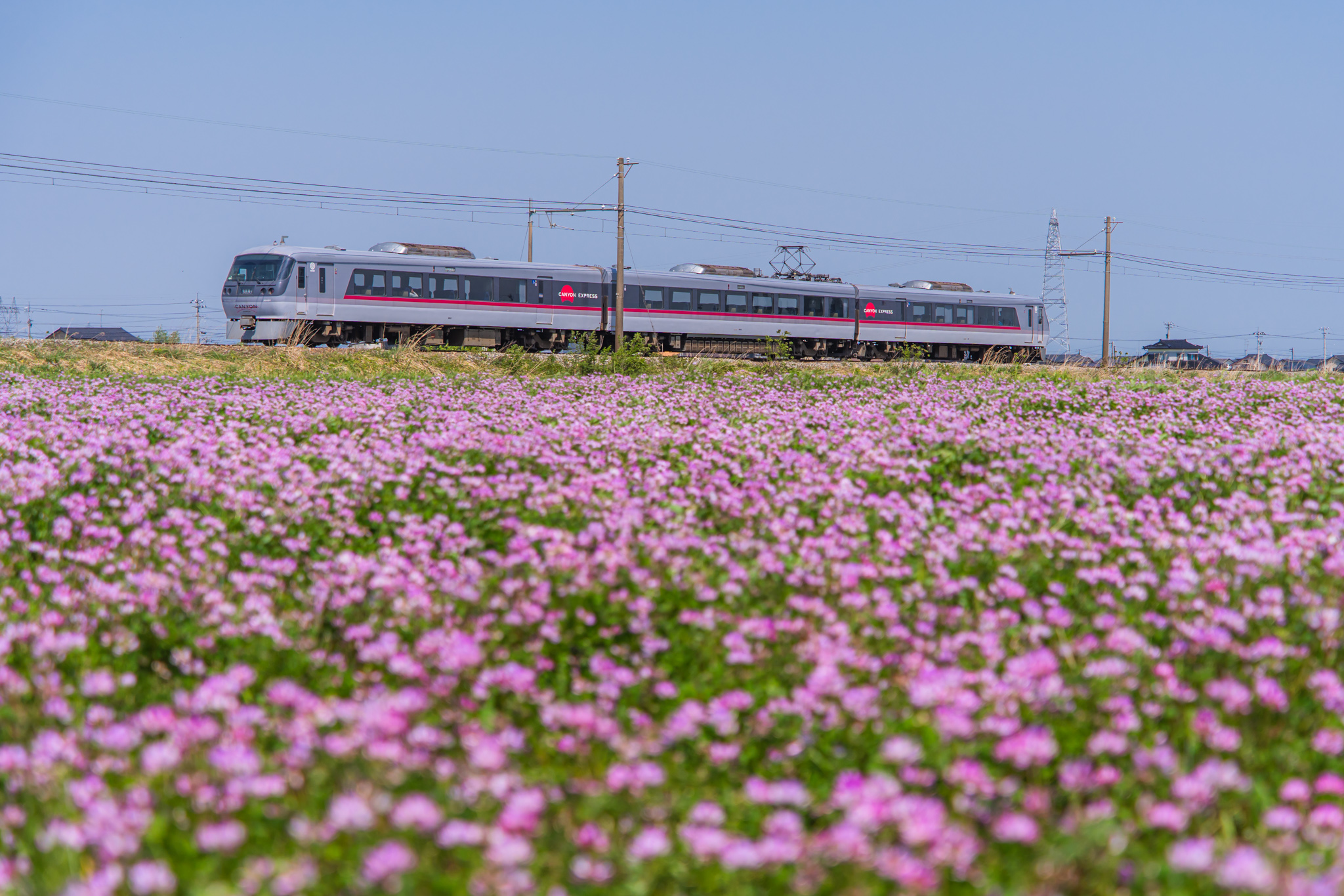 レンゲ畑を走る - 光と風と薔薇と