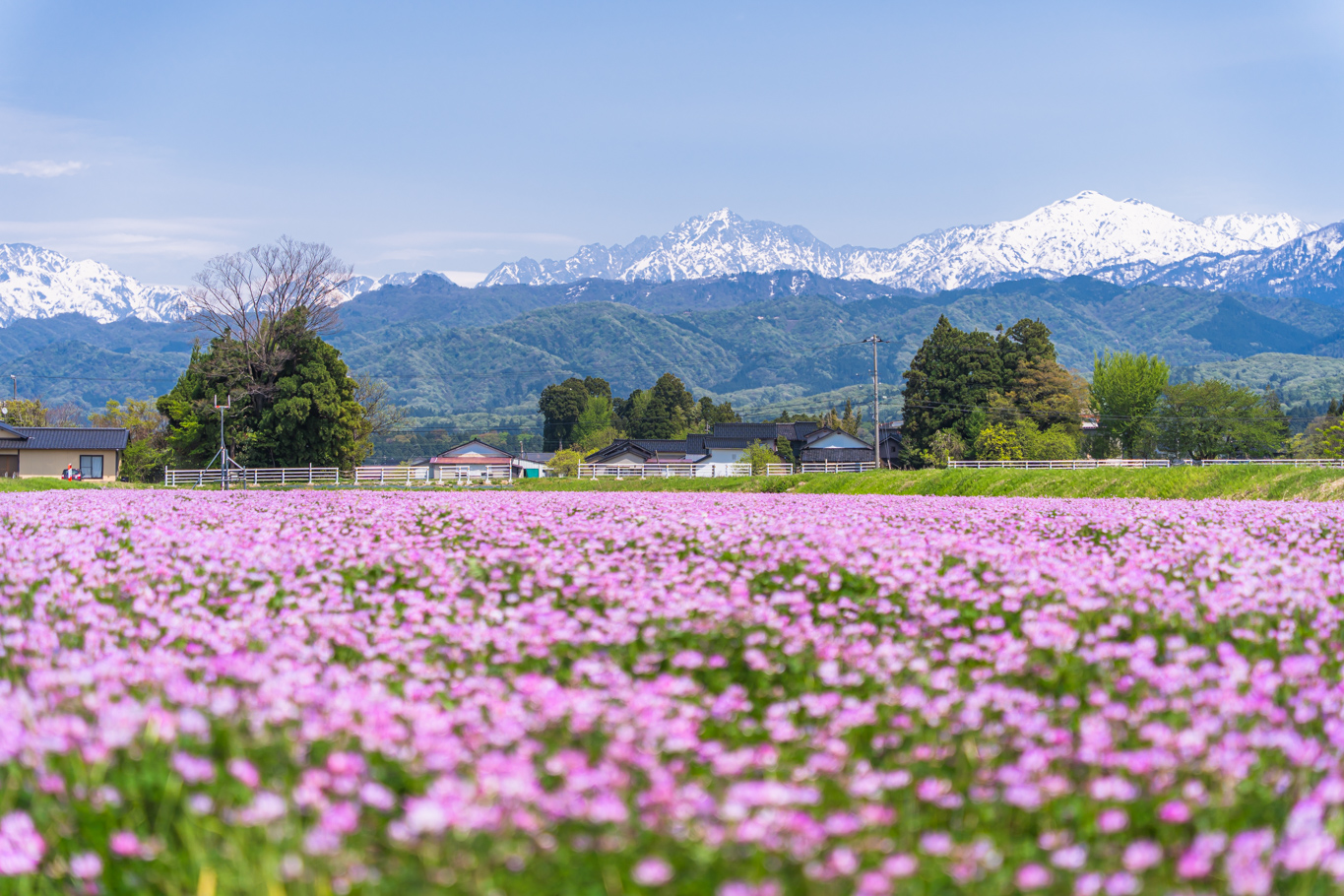 レンゲ畑と立山連峰 - 光と風と薔薇と