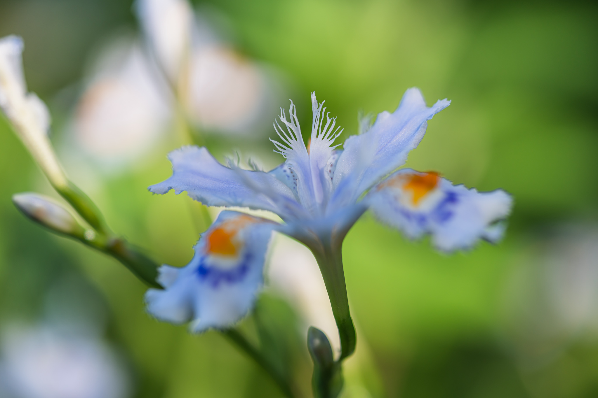 すがすがしいシャガの花 - 光と風と薔薇と