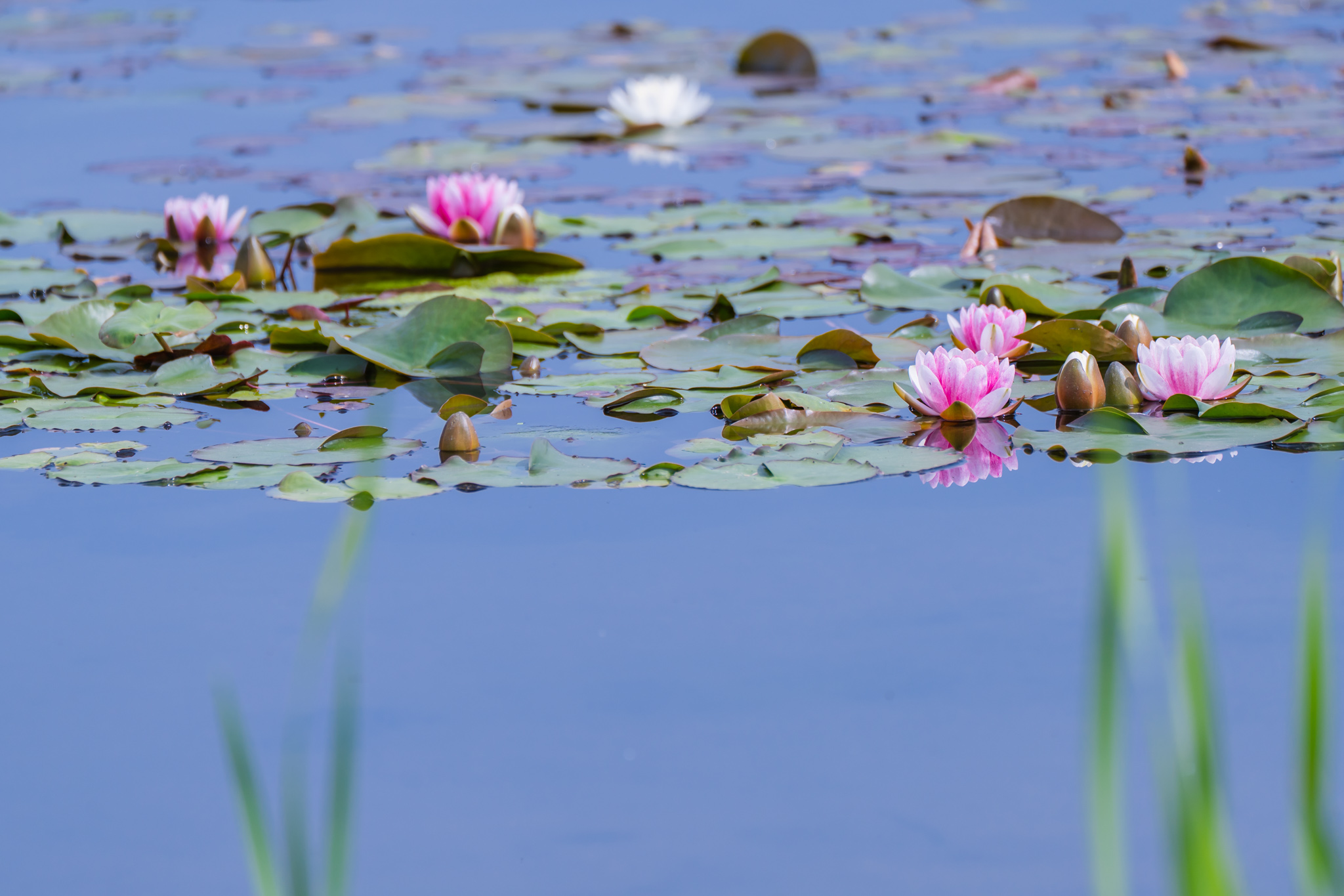 スイレンの季節に - 光と風と薔薇と