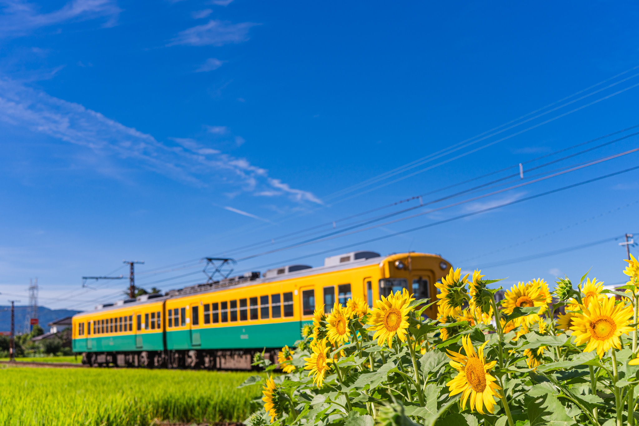 ひまわりの咲く駅 - 光と風と薔薇と
