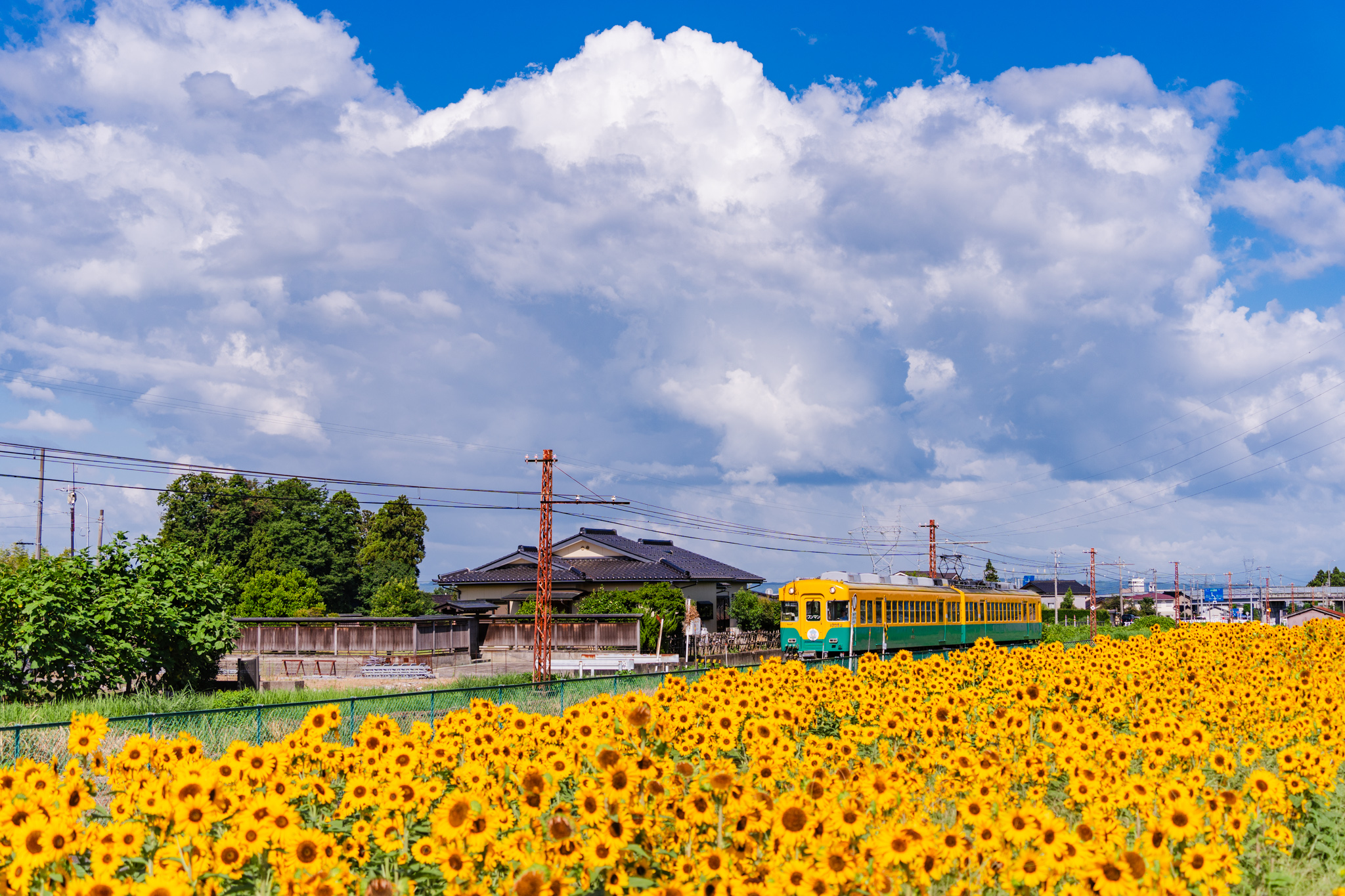 夏は「ひまわり電車」 - 光と風と薔薇と