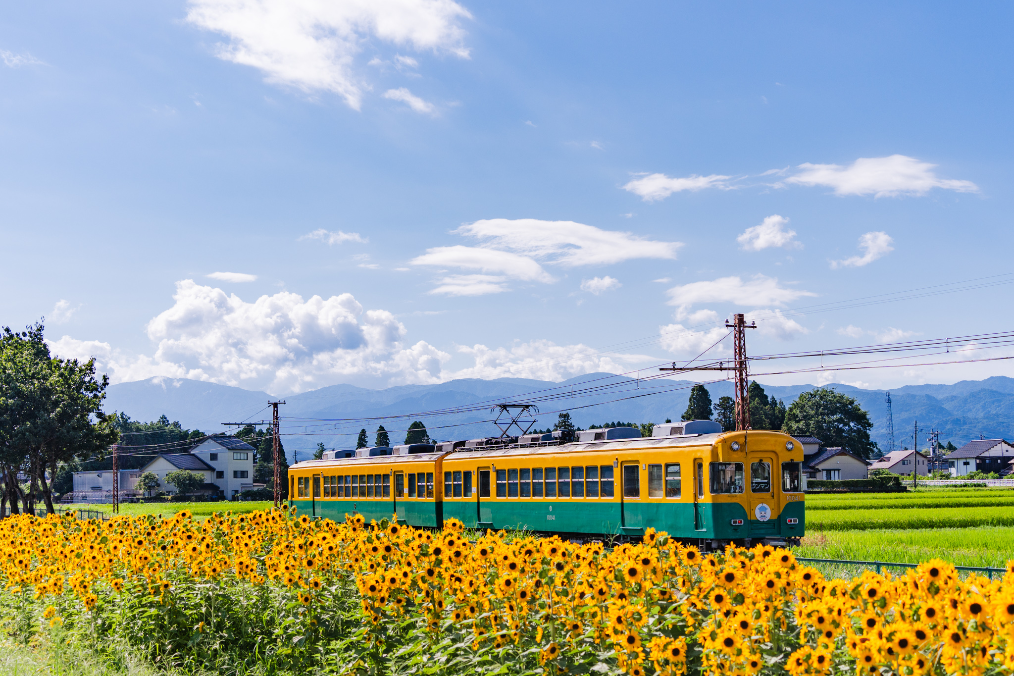 夏は「ひまわり電車」 - 光と風と薔薇と