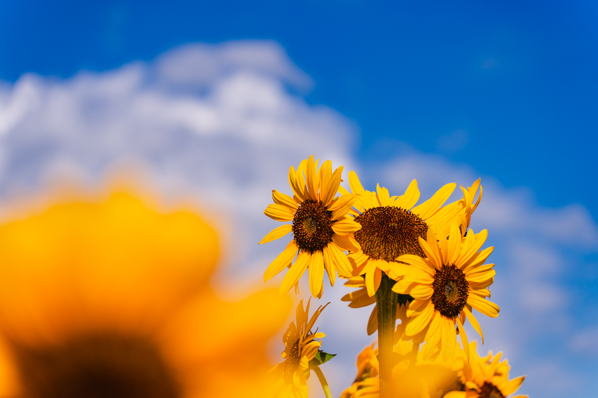 夏は「ひまわり電車」 - 光と風と薔薇と
