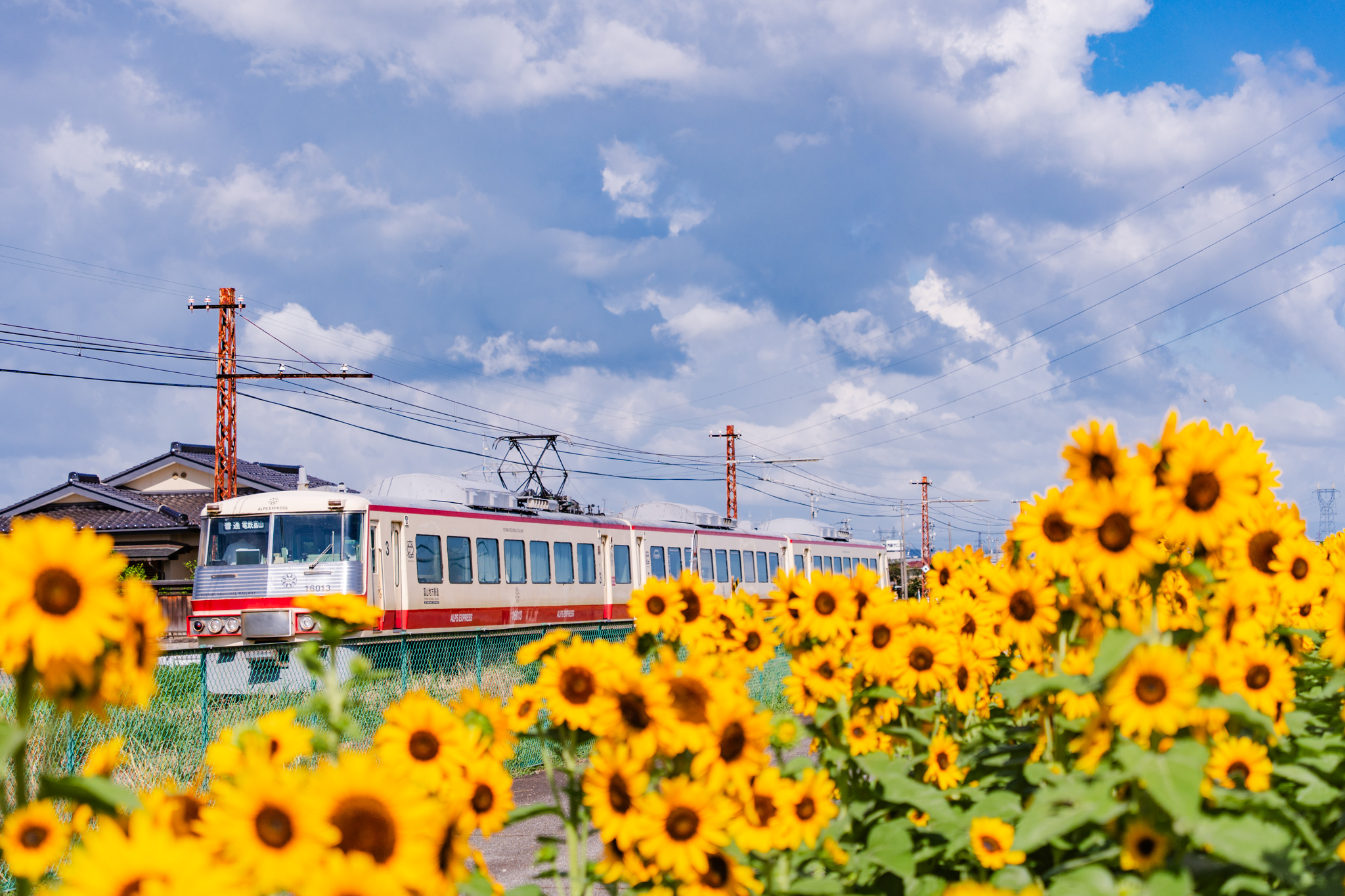 夏は「ひまわり電車」 - 光と風と薔薇と