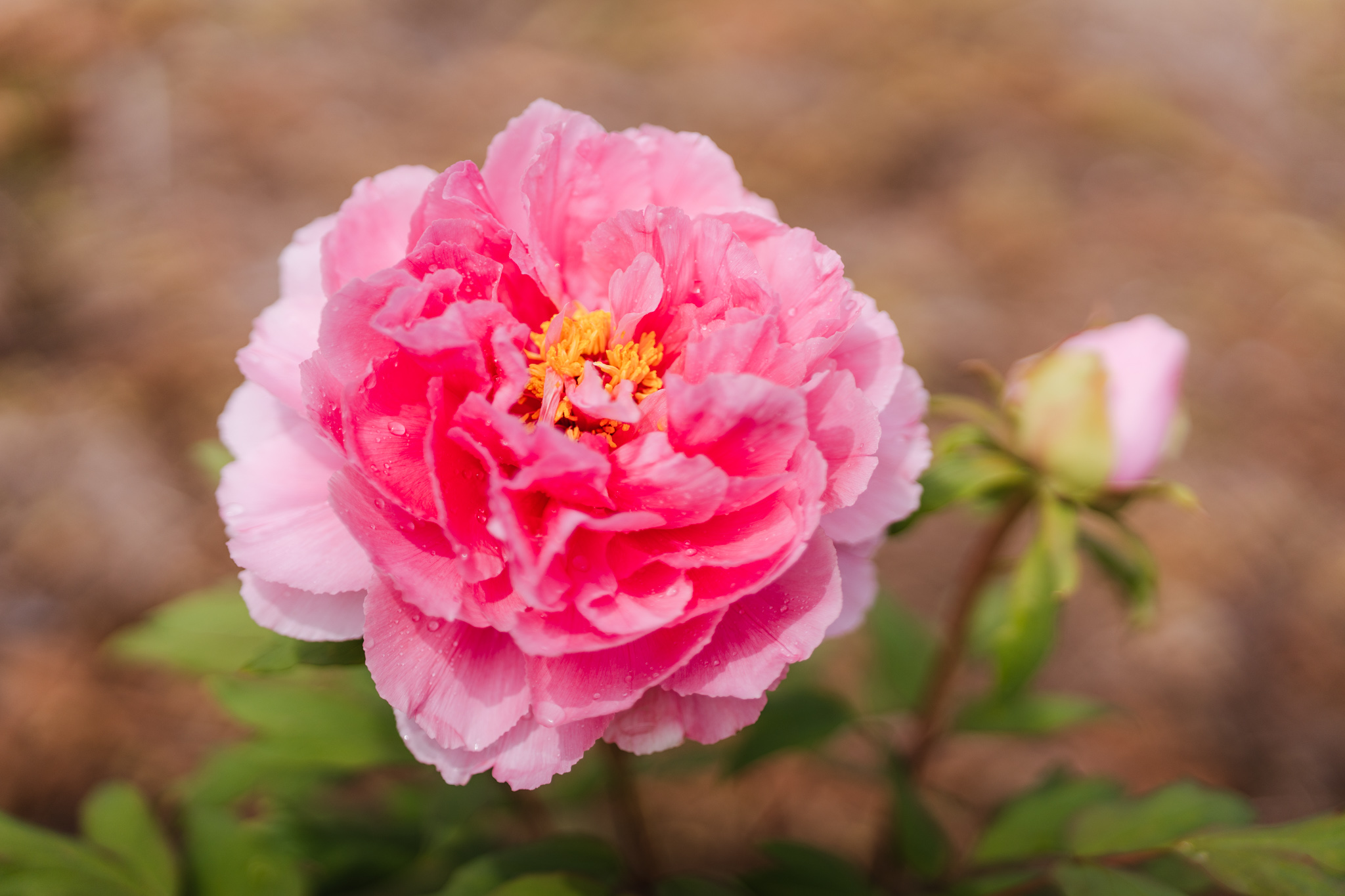 牡丹の花咲く頃に - 光と風と薔薇と