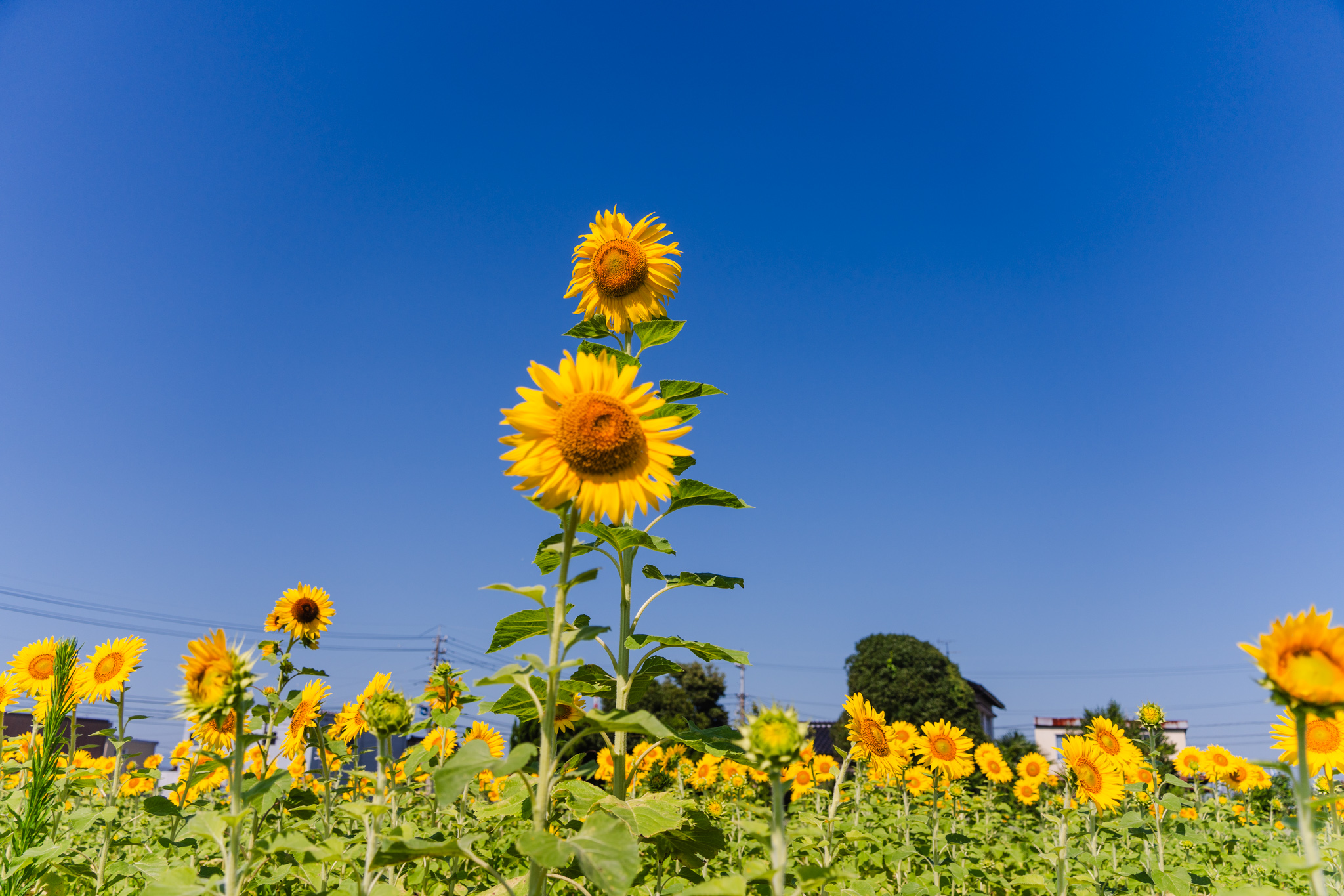 白いひまわりのハート：富山市上野 - 光と風と薔薇と