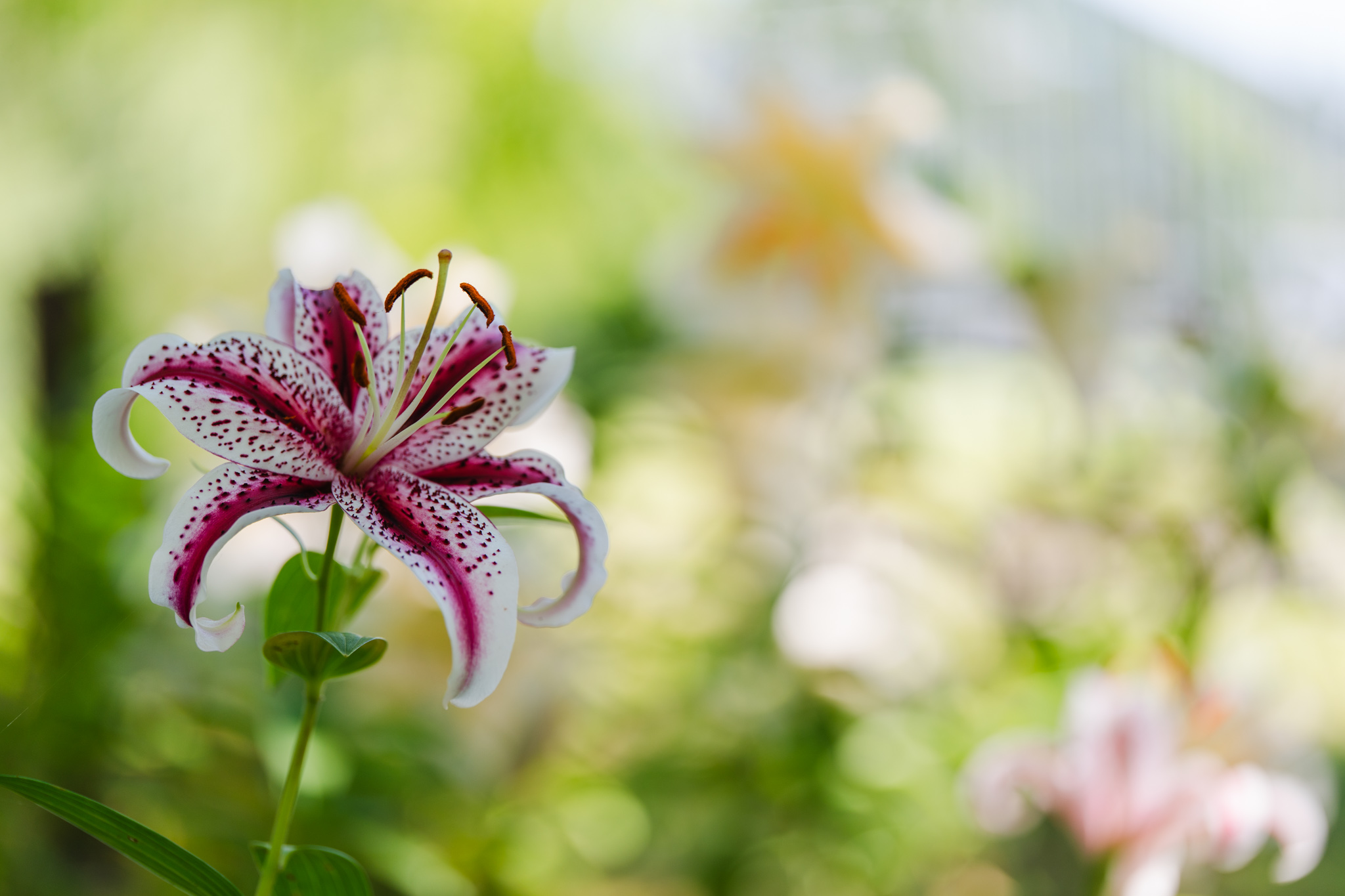幻のユリ：ベニスジヤマユリ - 光と風と薔薇と