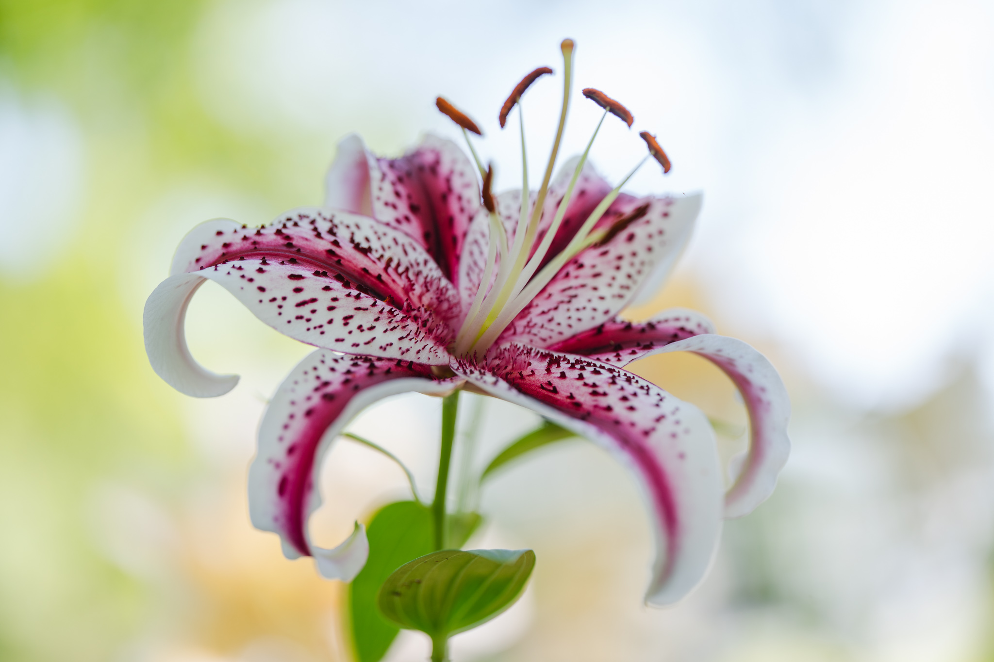 幻のユリ：ベニスジヤマユリ - 光と風と薔薇と