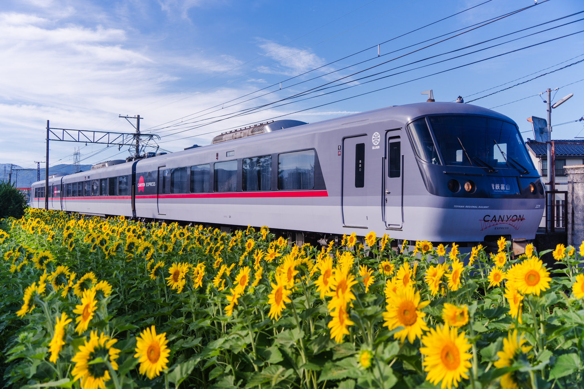 ヒマワリの咲く夏の朝：布市駅 - 光と風と薔薇と