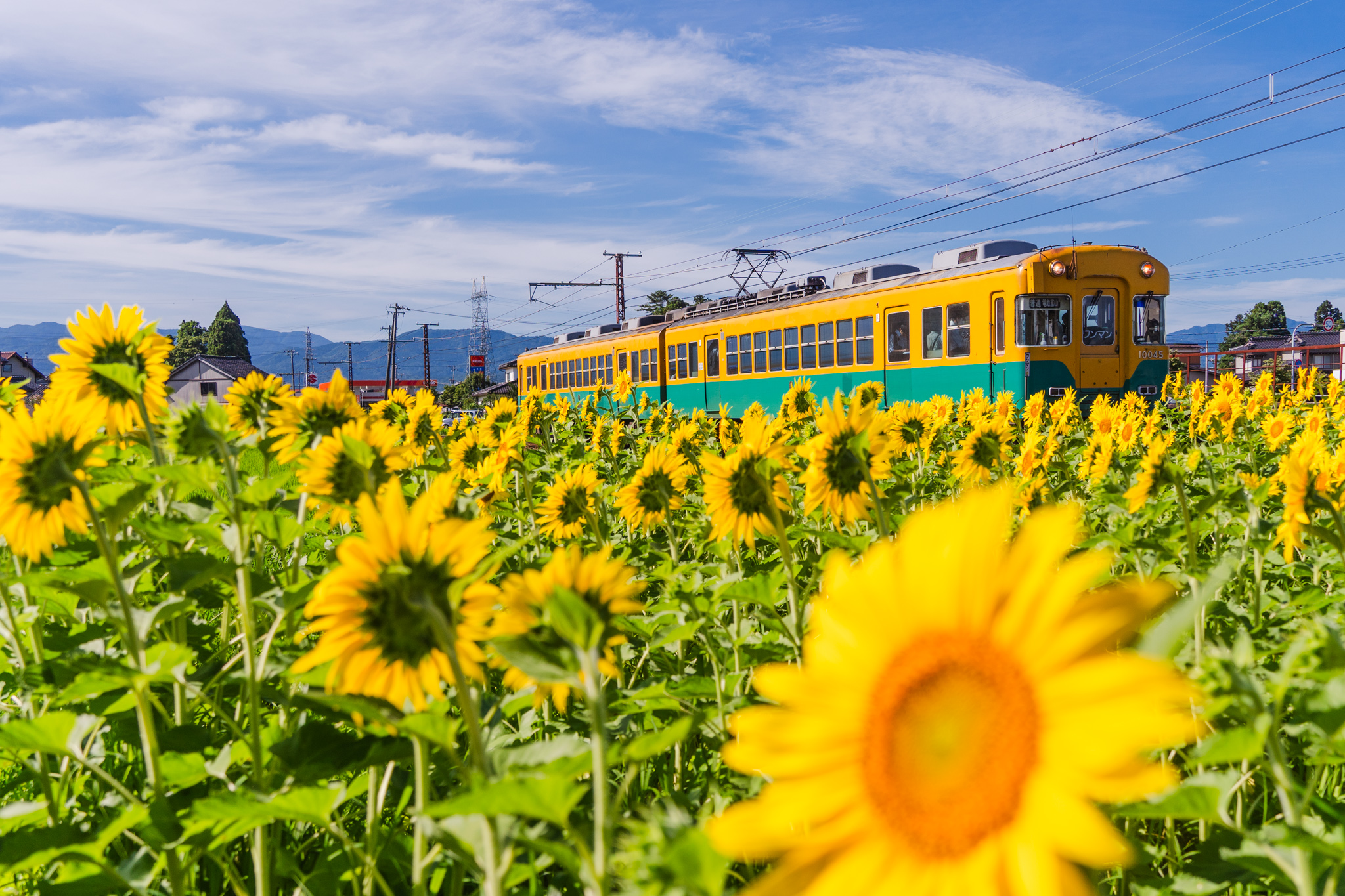 ヒマワリの咲く夏の朝：布市駅 - 光と風と薔薇と