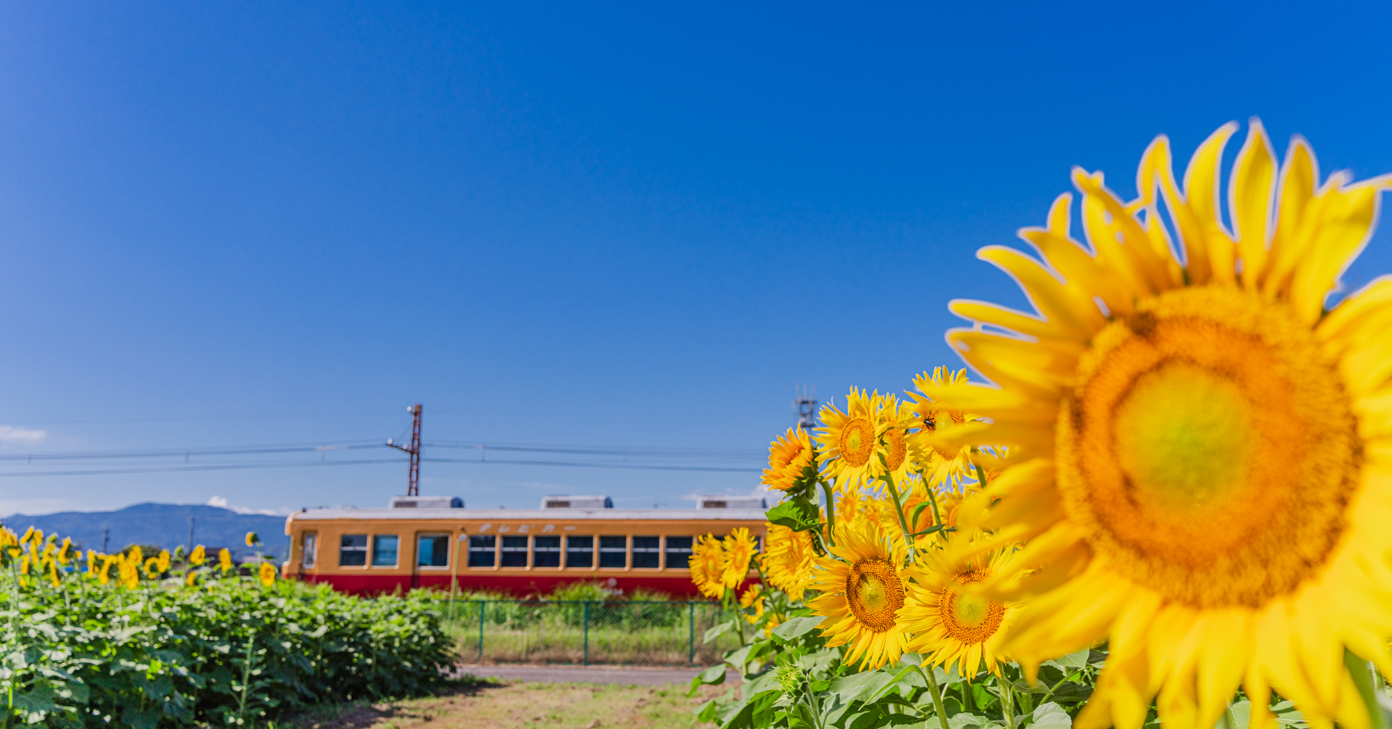 電車とひまわり：営農サポートセンター - 光と風と薔薇と
