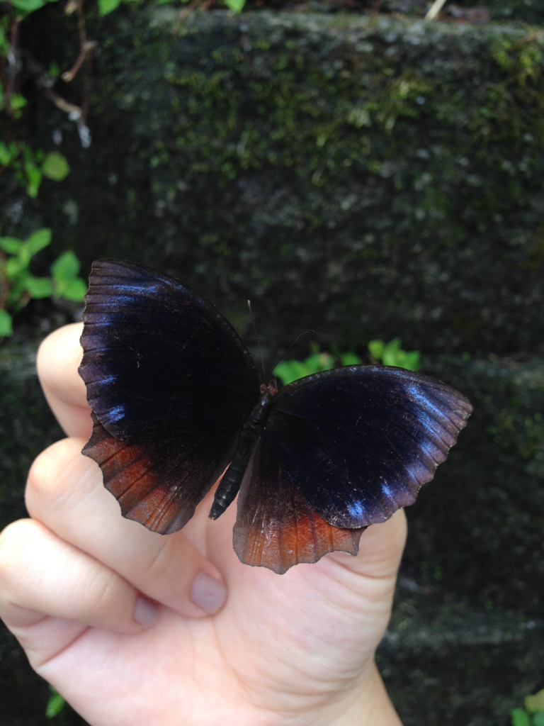 f:id:ParanticaSita:20170128101943j:plain f:id:ParanticaSita:20170128101943j:plain