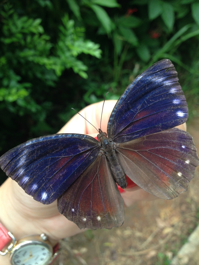 f:id:ParanticaSita:20170128102950j:plain f:id:ParanticaSita:20170128102950j:plain