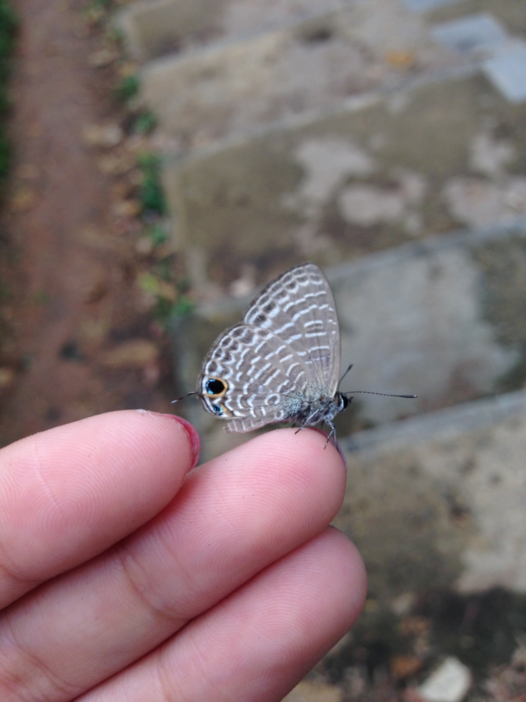 f:id:ParanticaSita:20170128103015j:plain f:id:ParanticaSita:20170128103015j:plain