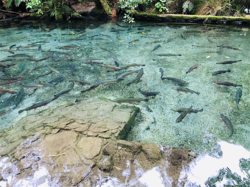 f:id:PassingJK:20191110181701j:image