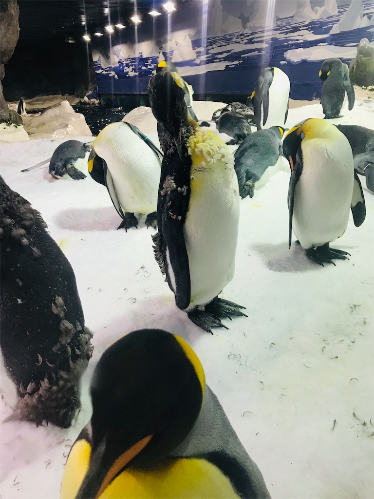 f:id:PassingJK:20191110182110j:image