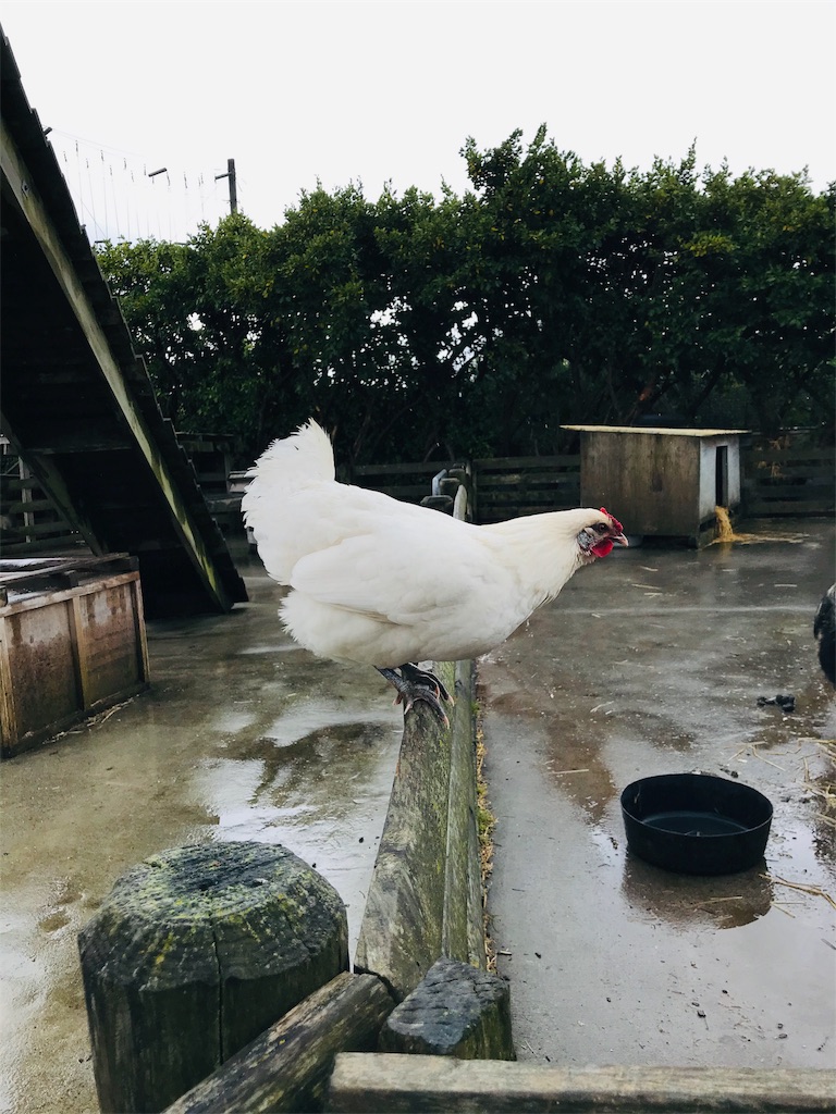 f:id:PassingJK:20191113075610j:image