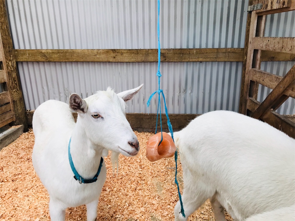 f:id:PassingJK:20191113075701j:image