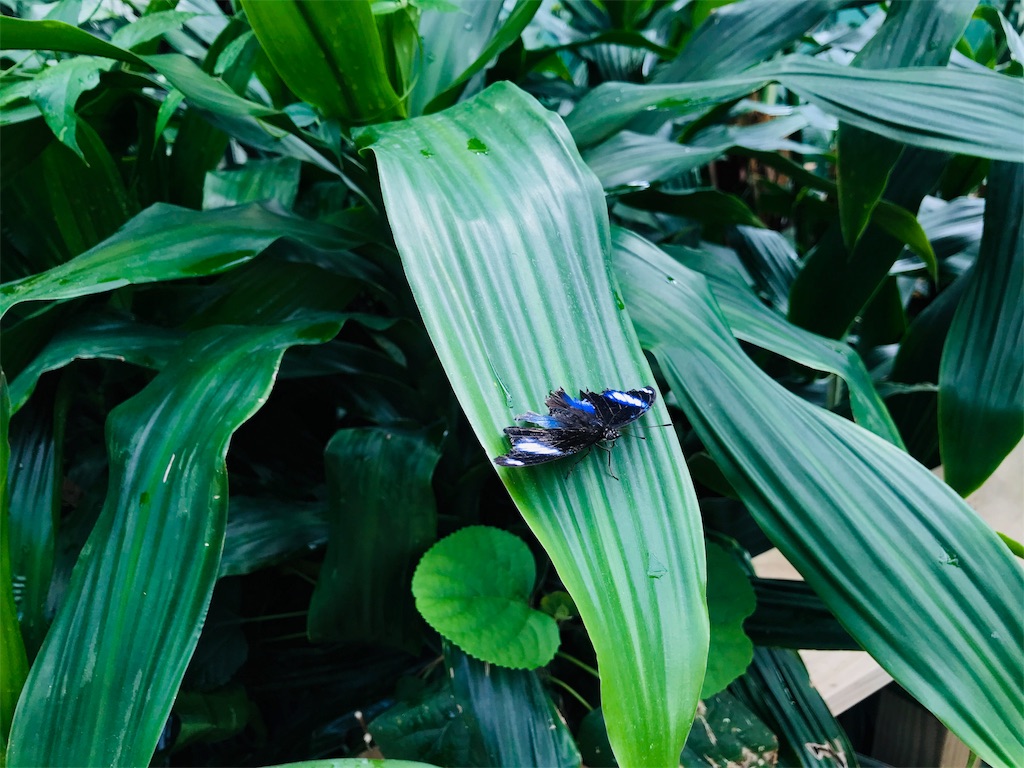 f:id:PassingJK:20191113075713j:image