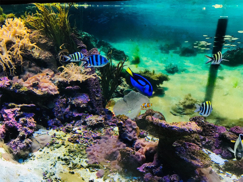 f:id:PassingJK:20191113075850j:image