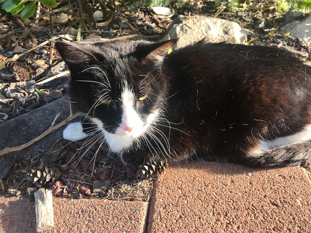 f:id:PassingJK:20191116072559j:image