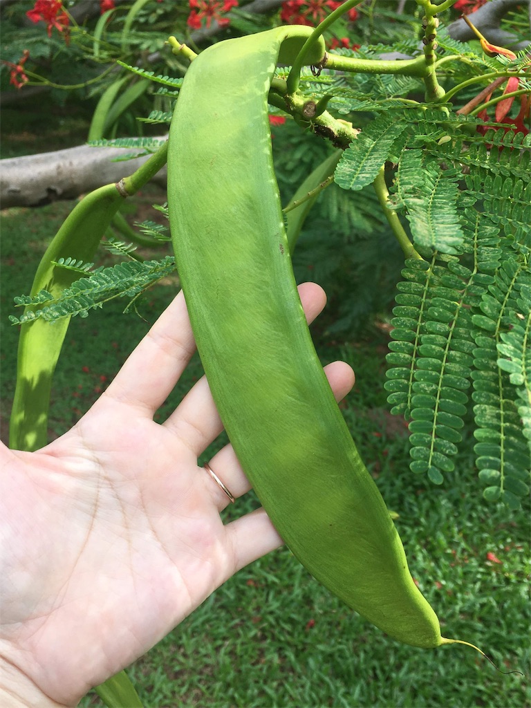 f:id:Paulinasg:20200411021112j:image