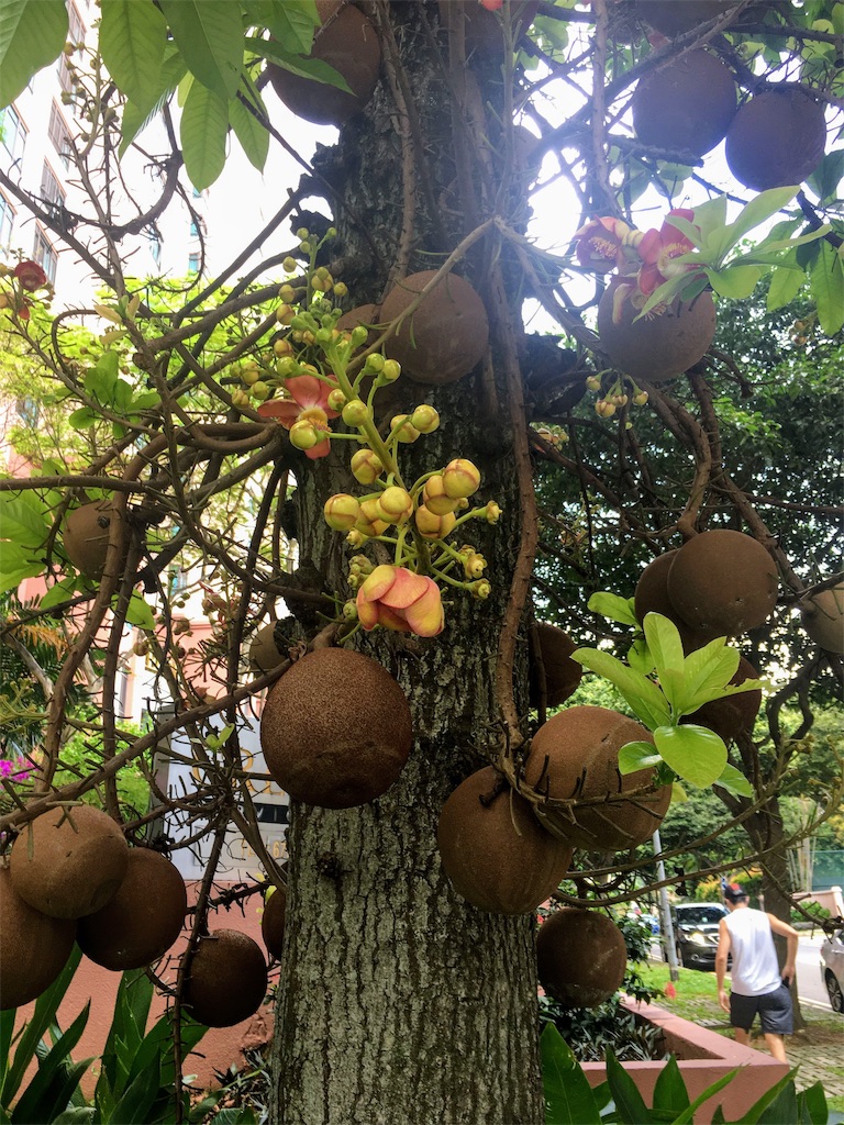 f:id:Paulinasg:20200430150617j:image f:id:Paulinasg:20200430150617j:image