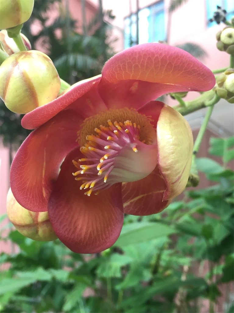 f:id:Paulinasg:20200430150644j:image f:id:Paulinasg:20200430150644j:image