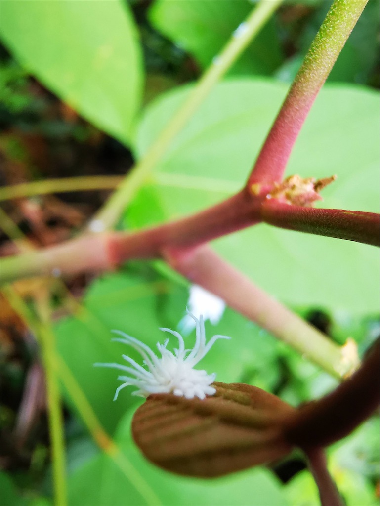 f:id:Paulinasg:20210323170313j:image