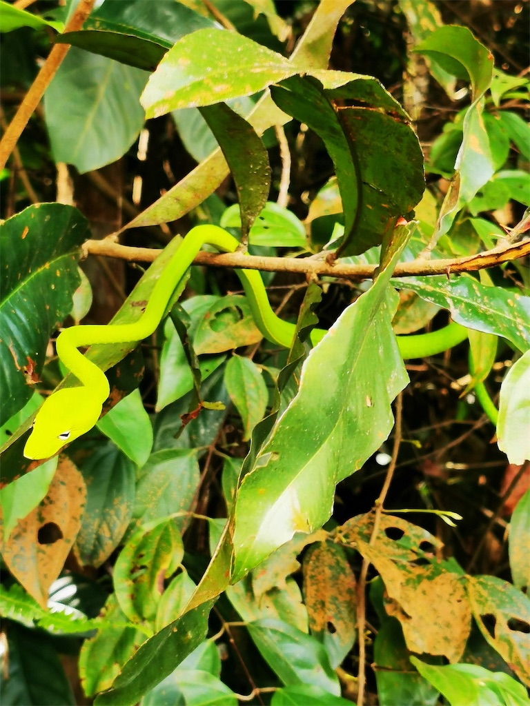 f:id:Paulinasg:20210323170320j:image