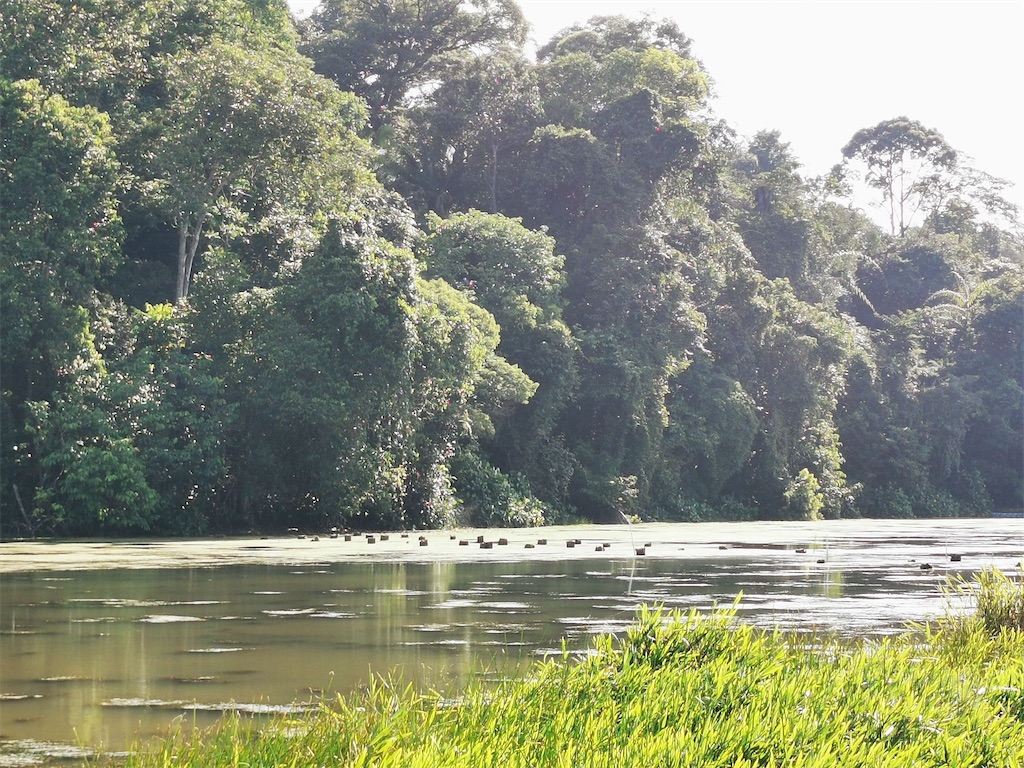 f:id:Paulinasg:20210514171713j:image