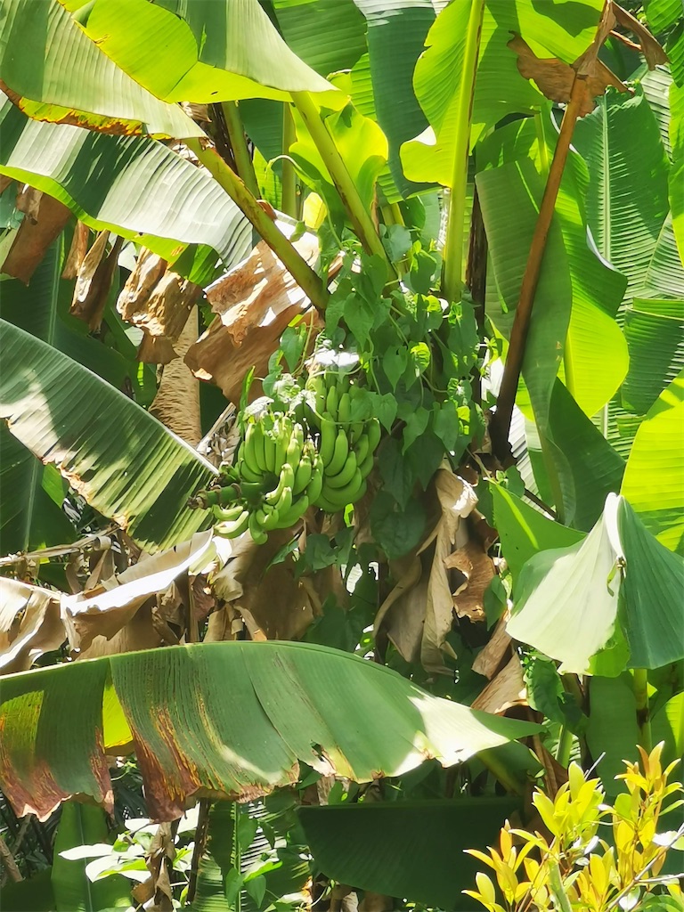 f:id:Paulinasg:20220104145806j:image